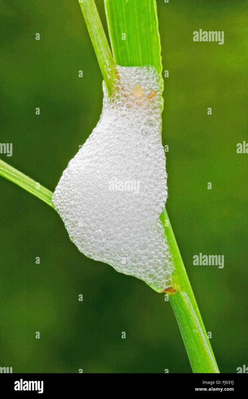 Prato Froghopper, cuculo spit (Philaenus spumarius), schiuma nido, Germania Foto Stock