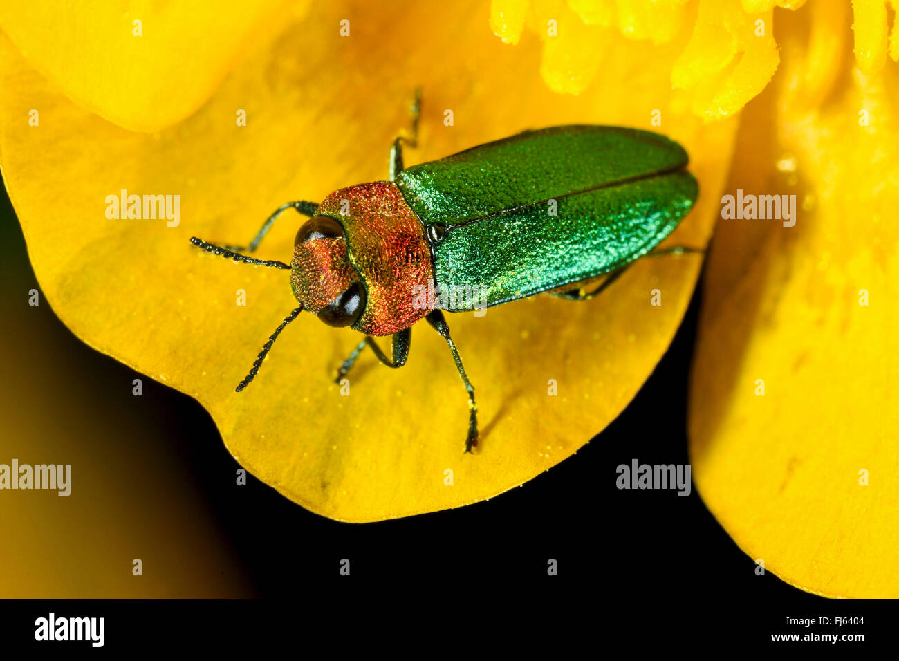 Gioiello beetle, METALLIZZATE LEGNO-noioso beetle (Anthaxia nitidula), femmina, Germania Foto Stock