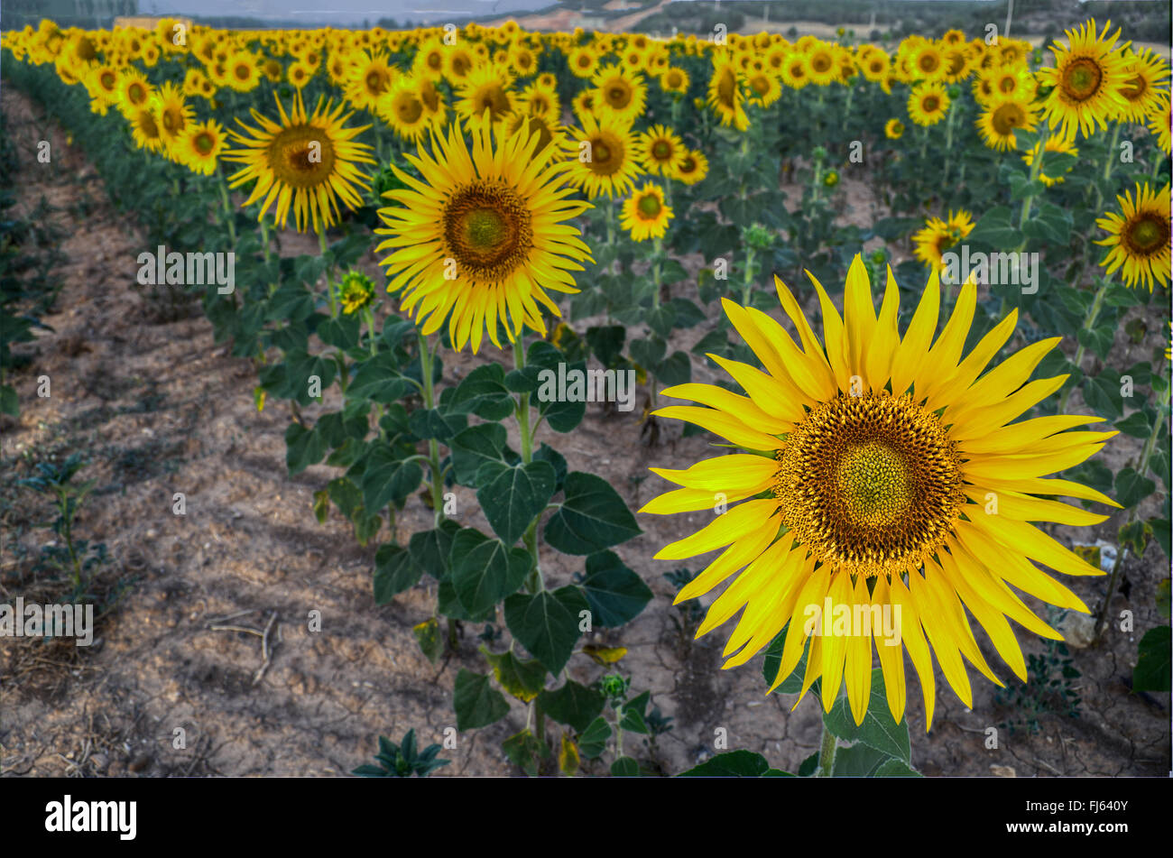 Girasoli nei campi di Soria, Castilla Leon, Spagna Foto Stock