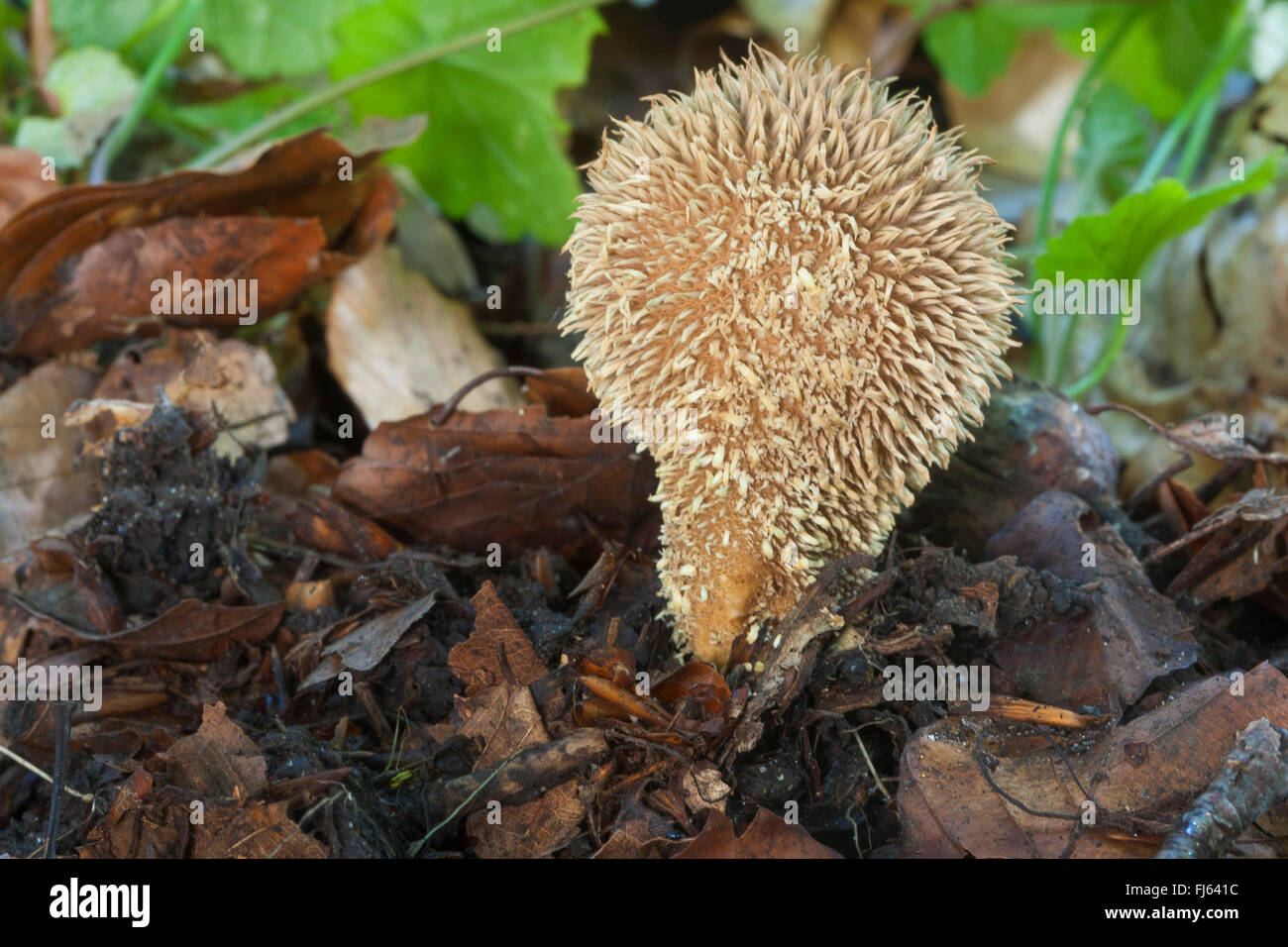 Puffball spinosa (Lycoperdon echinatum), unico a forma di fungo presente sul suolo della foresta, Germania Foto Stock