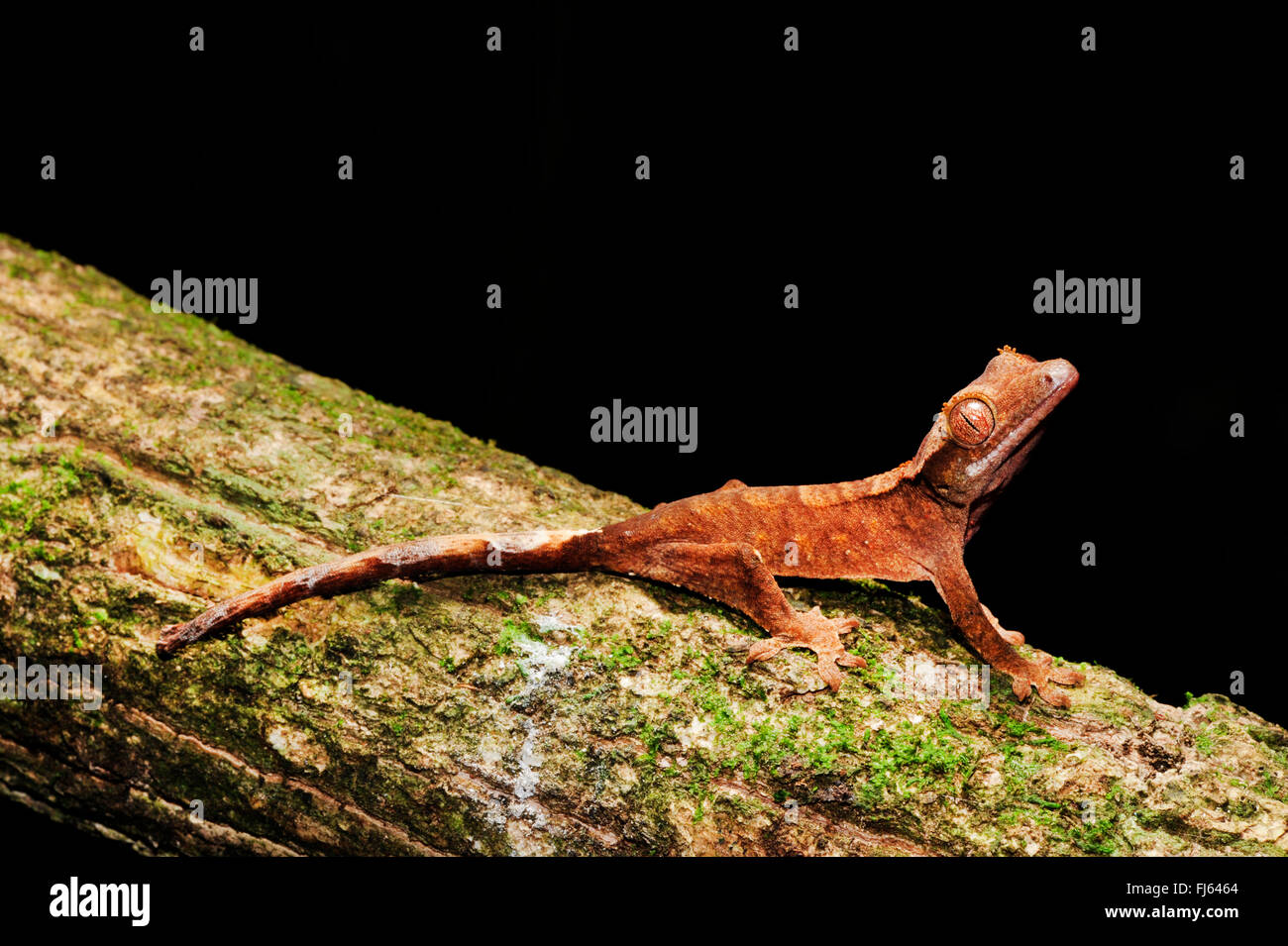 Crested Gecko Gecko di ciglia, nuovo gigante Caledonian gecko (Rhacodactylus ciliatus, Correlophus ciliatus), capretti, Nuova Caledonia, Ile des Pins Foto Stock