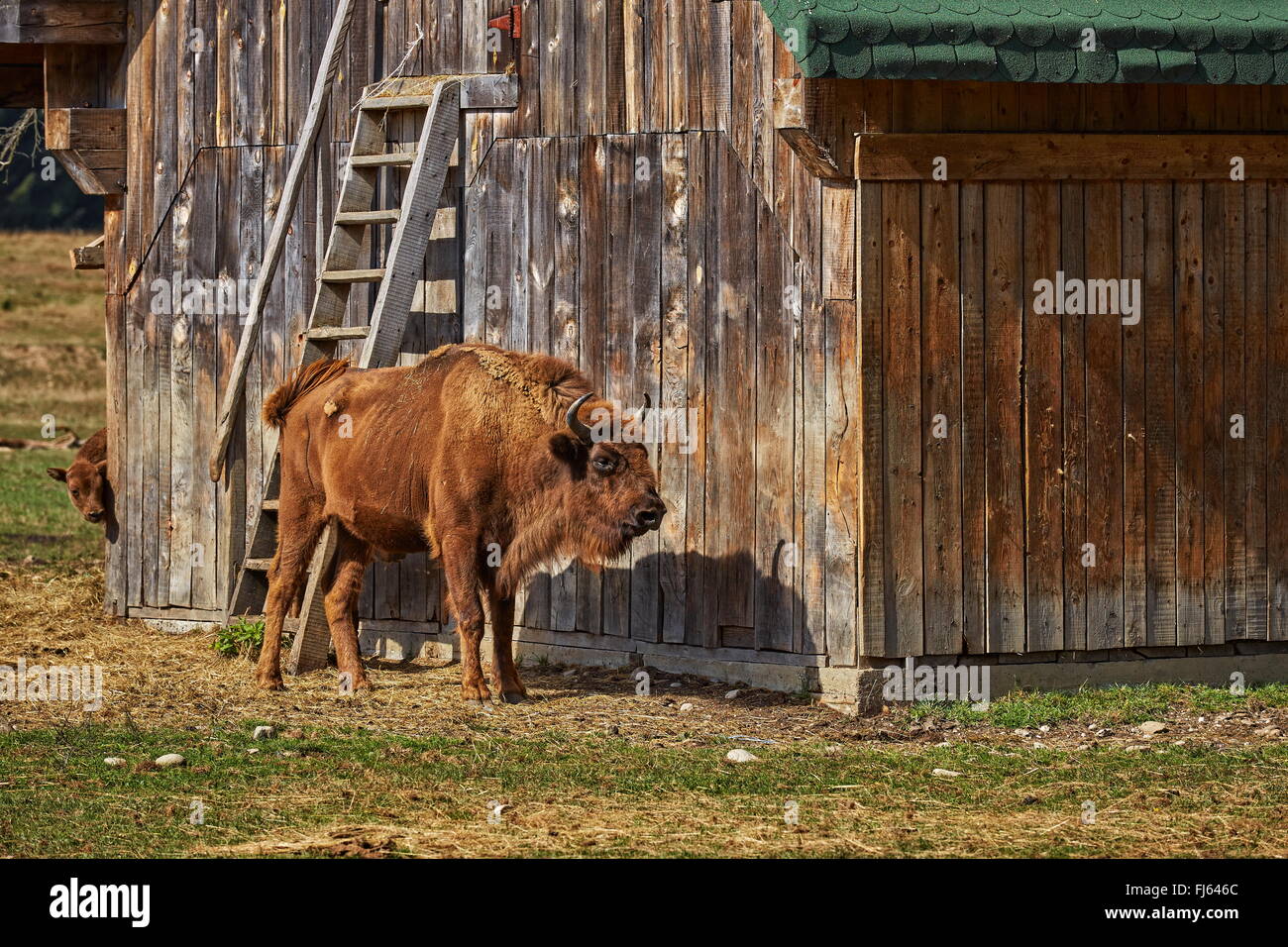 Il bisonte europeo (Bison bonasus) femmina e il suo vitello in appoggio in prossimità di una capanna di legno in una riserva naturale in Vama Buzaului, Romania. Foto Stock Il bisonte europeo (Bison bonasus) femmina e il suo vitello in appoggio in prossimità di una capanna di legno in una riserva naturale in Vama Buzaului, Romania. Foto Stock
