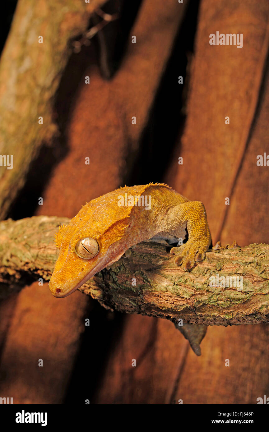 Crested Gecko Gecko di ciglia, nuovo gigante Caledonian gecko (Rhacodactylus ciliatus, Correlophus ciliatus), su un ramoscello , Nuova Caledonia Ile des Pins Foto Stock