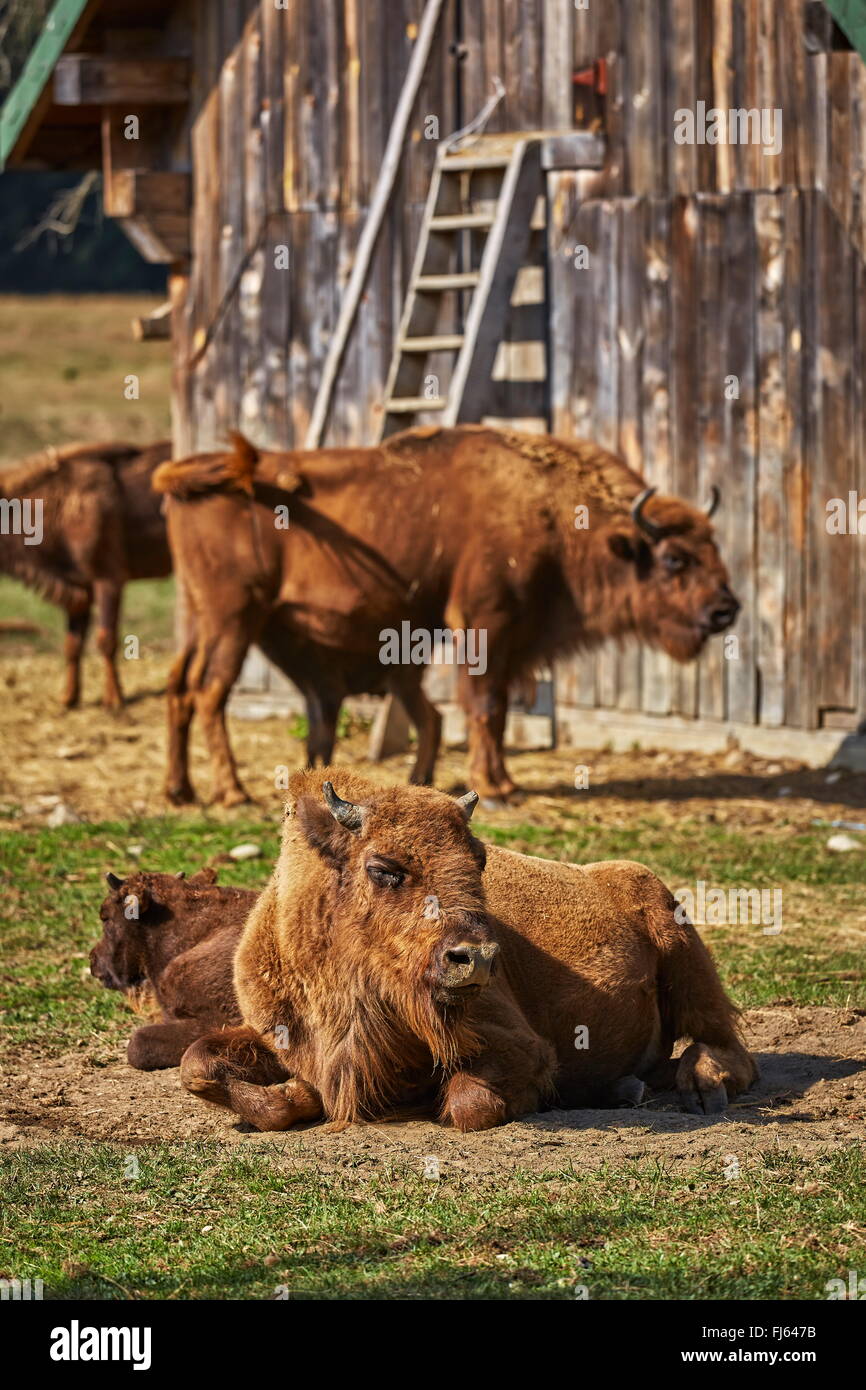 Tranquillo il bisonte europeo (Bison bonasus) le femmine e i loro vitelli in appoggio al sole in un involucro di una riserva naturale in Vama Foto Stock