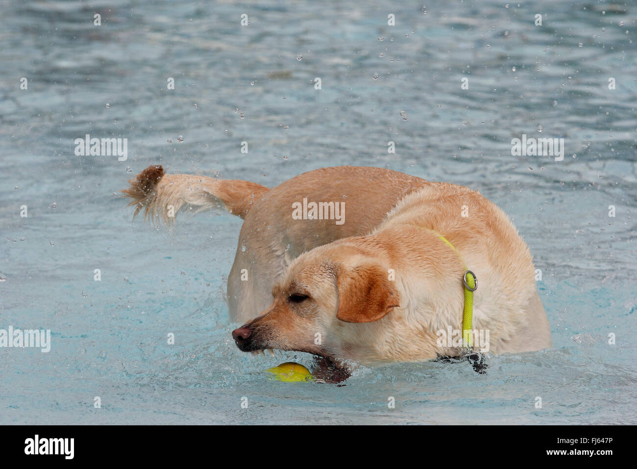 Il Labrador Retriever (Canis lupus f. familiaris), Labrador Retriever in acqua di una piscina bagno con sfera gialla, Germania Foto Stock