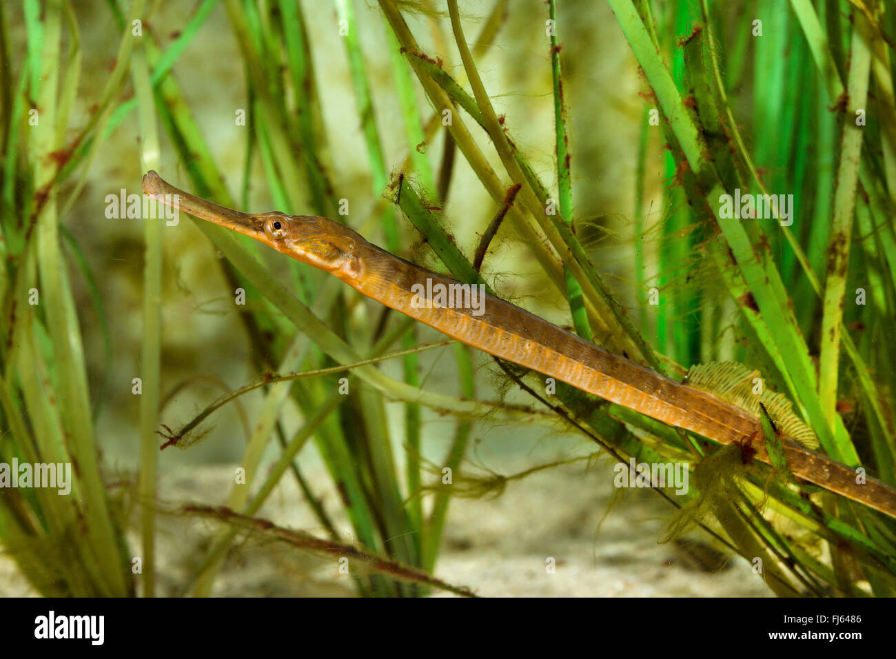 Grande pipefish, maggiore (pipefish Syngnathus acus), tra erba di mare Foto Stock