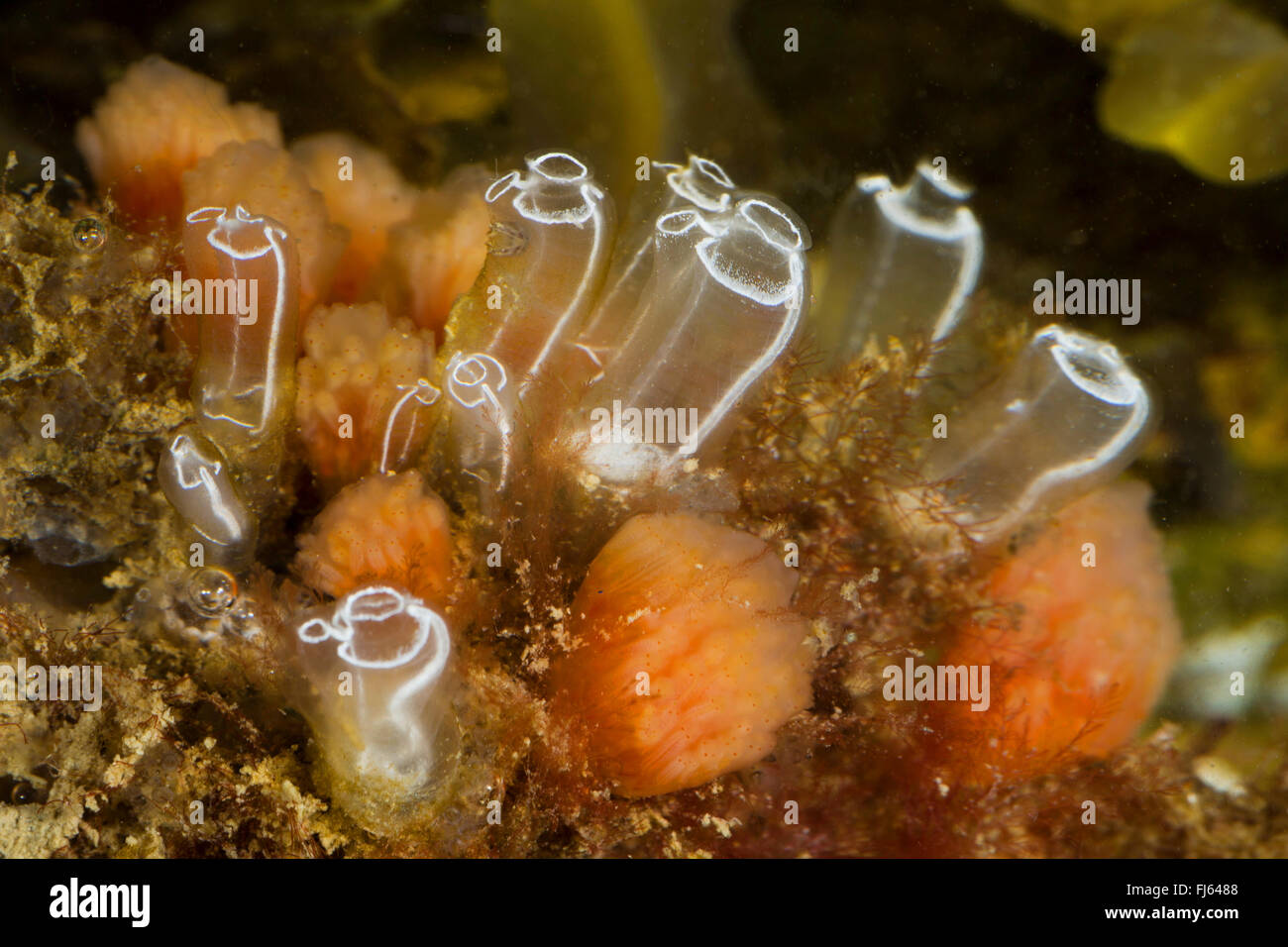 Luce-lampadina sea-squirt (Clavelina lepadiformis), gruppo Foto Stock