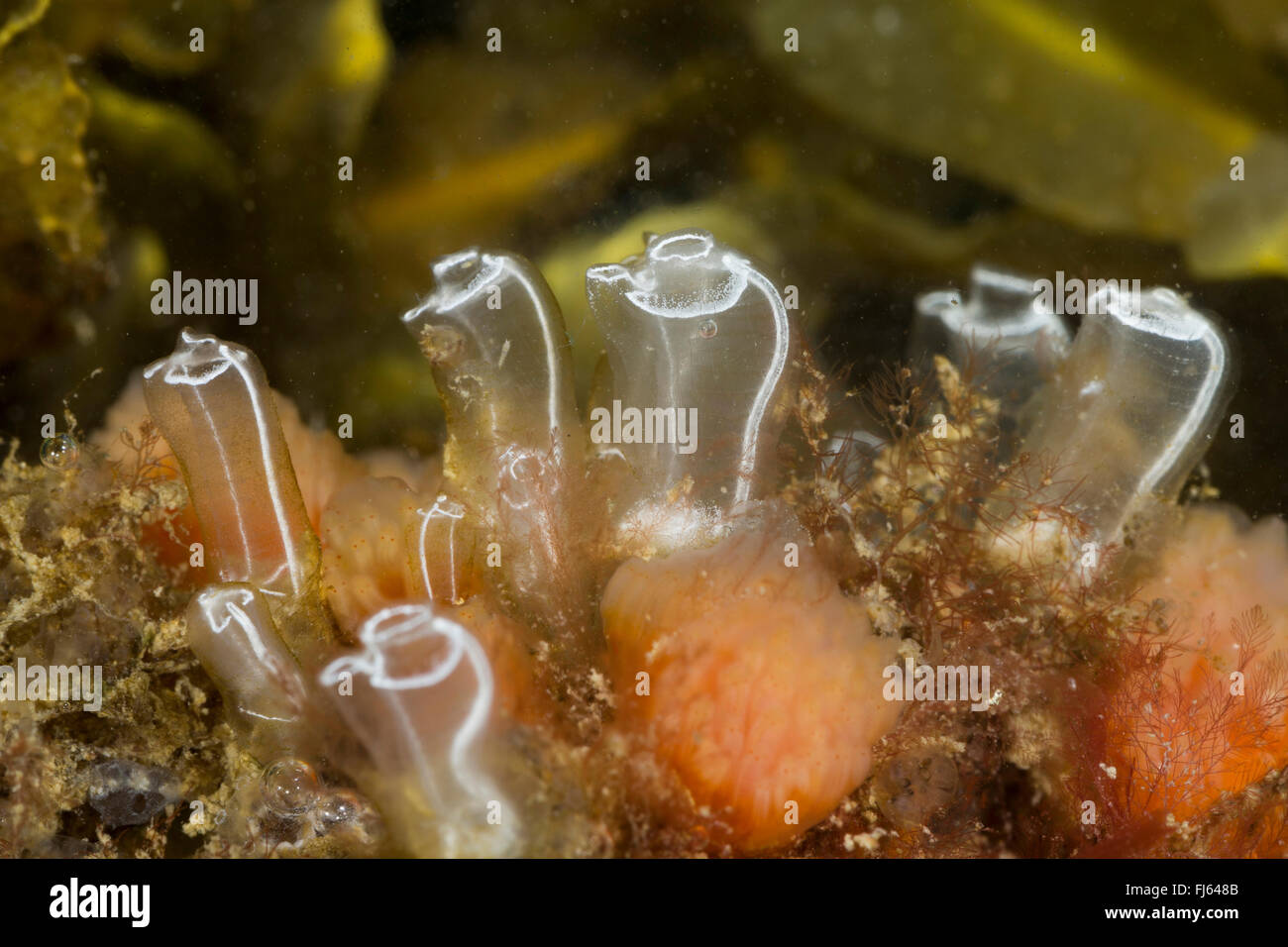 Luce-lampadina sea-squirt (Clavelina lepadiformis), gruppo Foto Stock