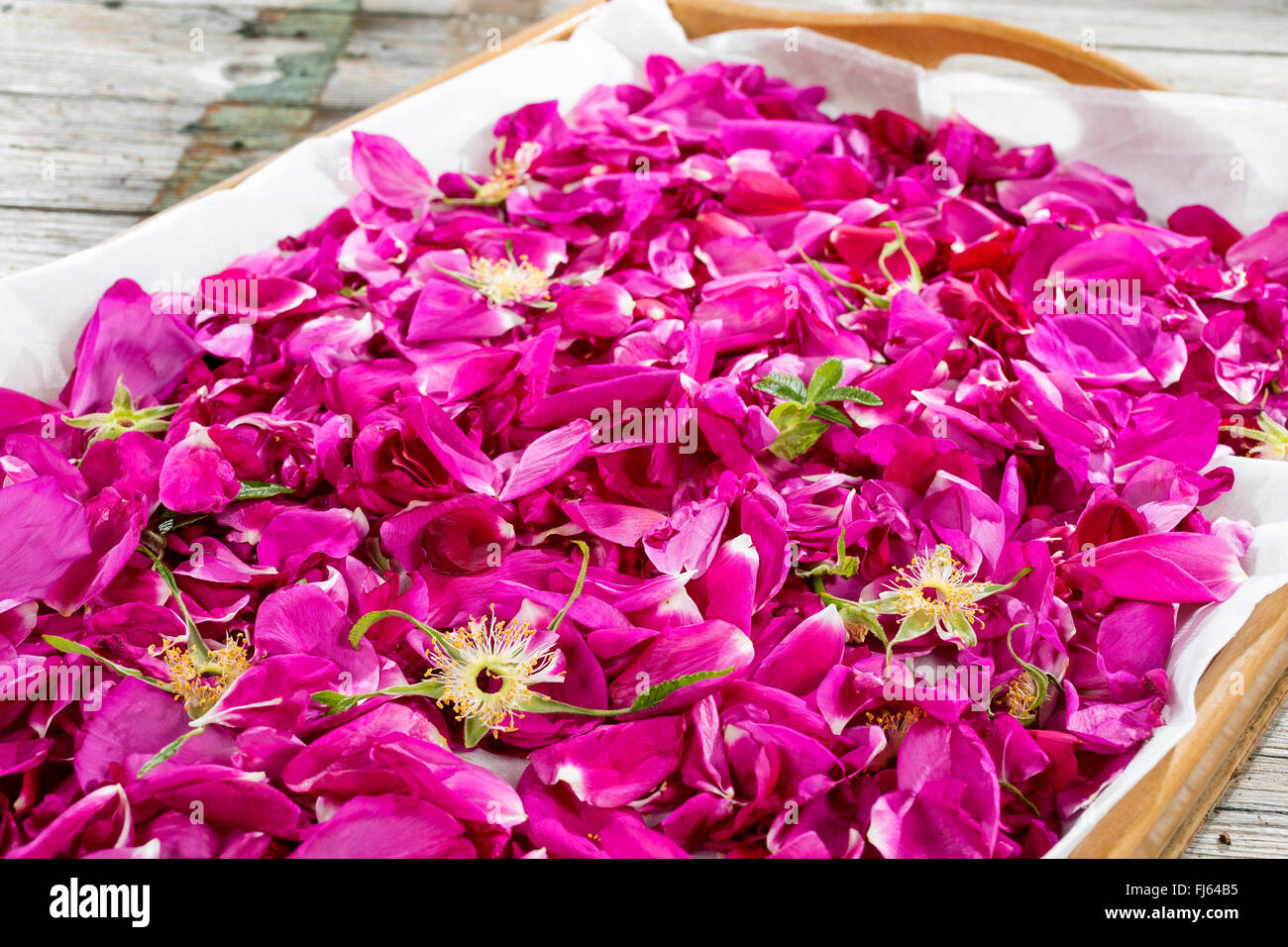 Rosa rugosa, Giapponese rosa (Rosa rugosa), raccolti i petali di rose, vengono essiccate per rosa tea, Germania Foto Stock