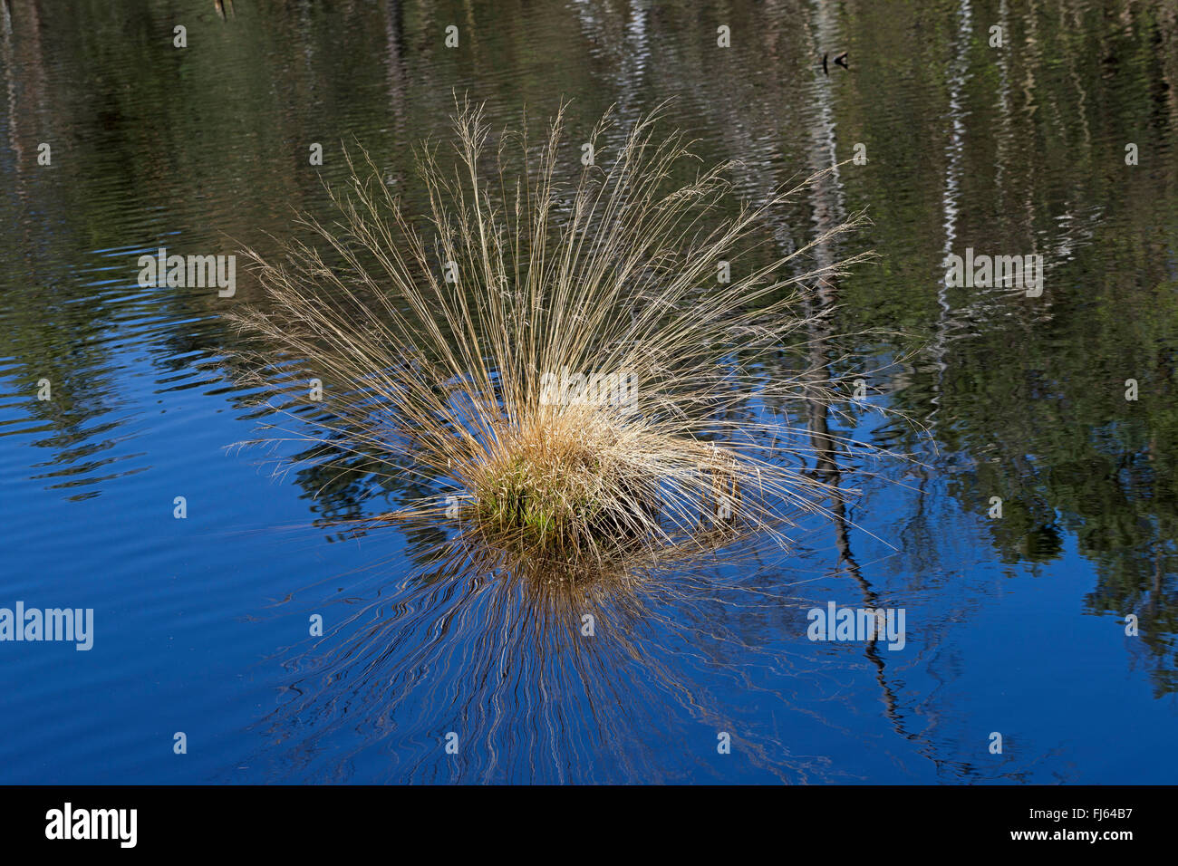 Viola moor-erba (Molinia caerulea), in un fango stagno, Germania Foto Stock