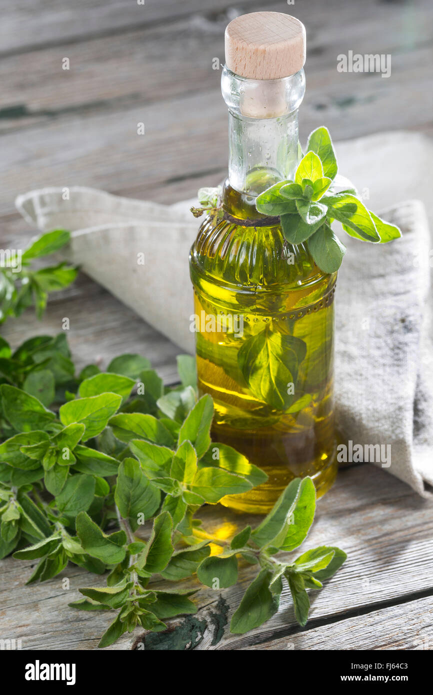 Origano Selvatico, origano (Origanum vulgare), origano in olio di oliva, Germania Foto Stock