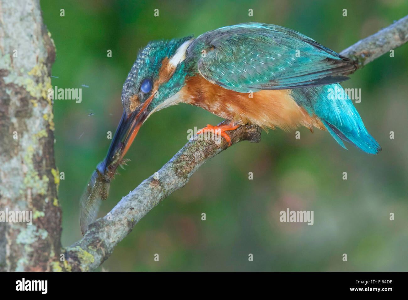 Fiume kingfisher (Alcedo atthis), femmina uccidendo catturato girino di una rana di palude, in Germania, in Baviera, Isental Foto Stock