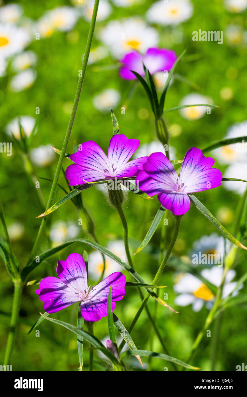 Common corncockle, comune mais-arricciatura, Corncockle, mais increspature (Agrostemma githago), fioritura, Germania Foto Stock