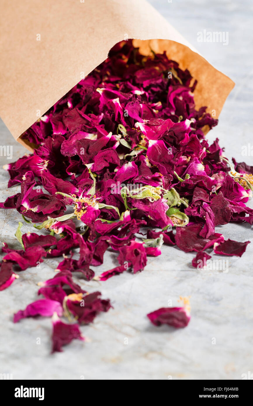 Rosa rugosa, Giapponese rosa (Rosa rugosa), essiccati petali di rosa, Germania Foto Stock