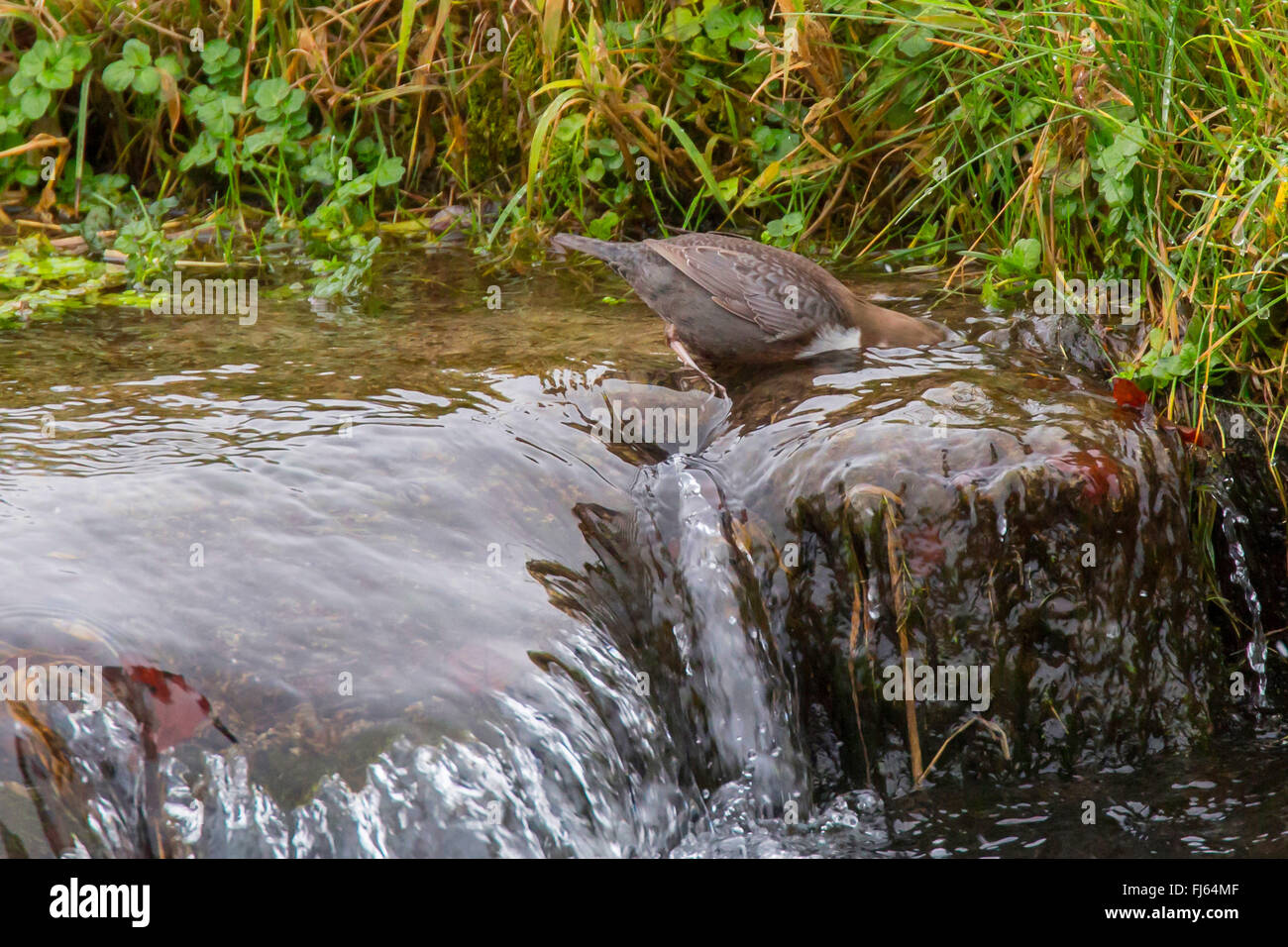 Bilanciere (Cinclus cinclus), immersioni in testa l'acqua per lo streaming e la ricerca di cibo, vista laterale, Austria, Tirolo Foto Stock