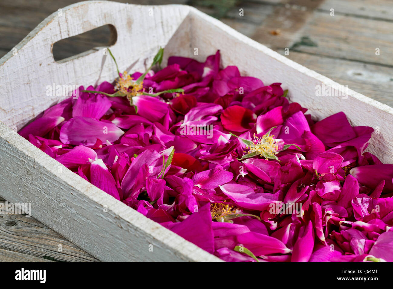 Rosa rugosa, Giapponese rosa (Rosa rugosa), raccolti i petali di rose, vengono essiccate per rosa tea, Germania Foto Stock