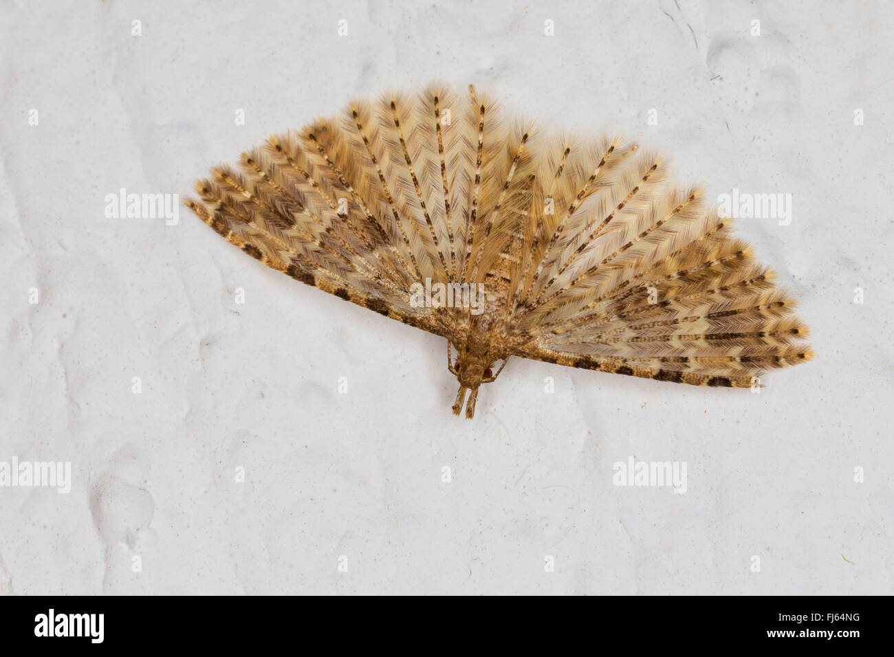 Venti-plume Moth, venti plume moth, venti-falena piumati, molti-falena piumati (Alucita hexadactyla, Alucita polydactyla, Phalaena hexadactyla), la modalità di ibernazione in casa, Germania Foto Stock