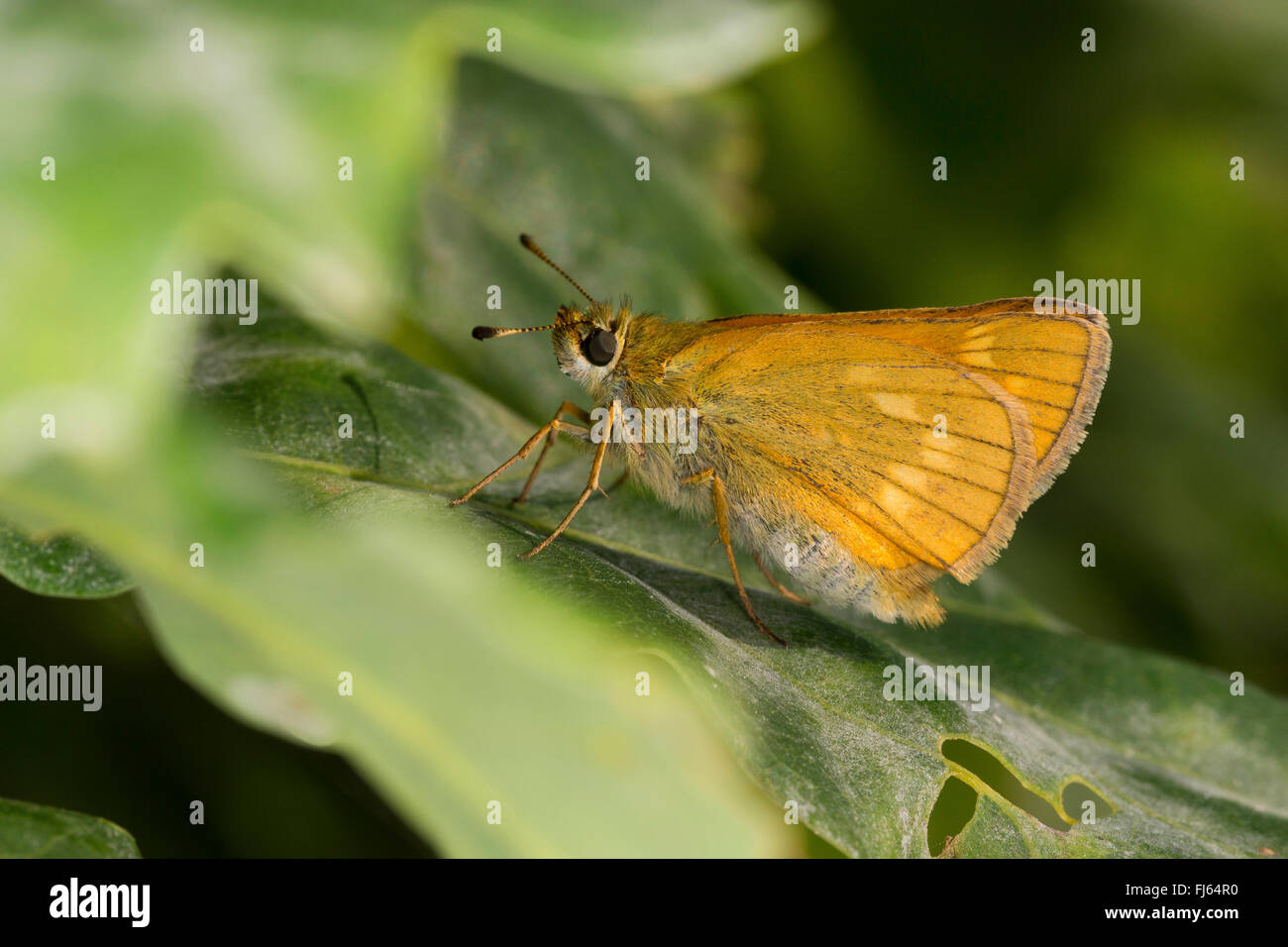 Piccola skipper (Thymelicus sylvestris, Thymelicus flavus), si siede su una foglia, Germania Foto Stock