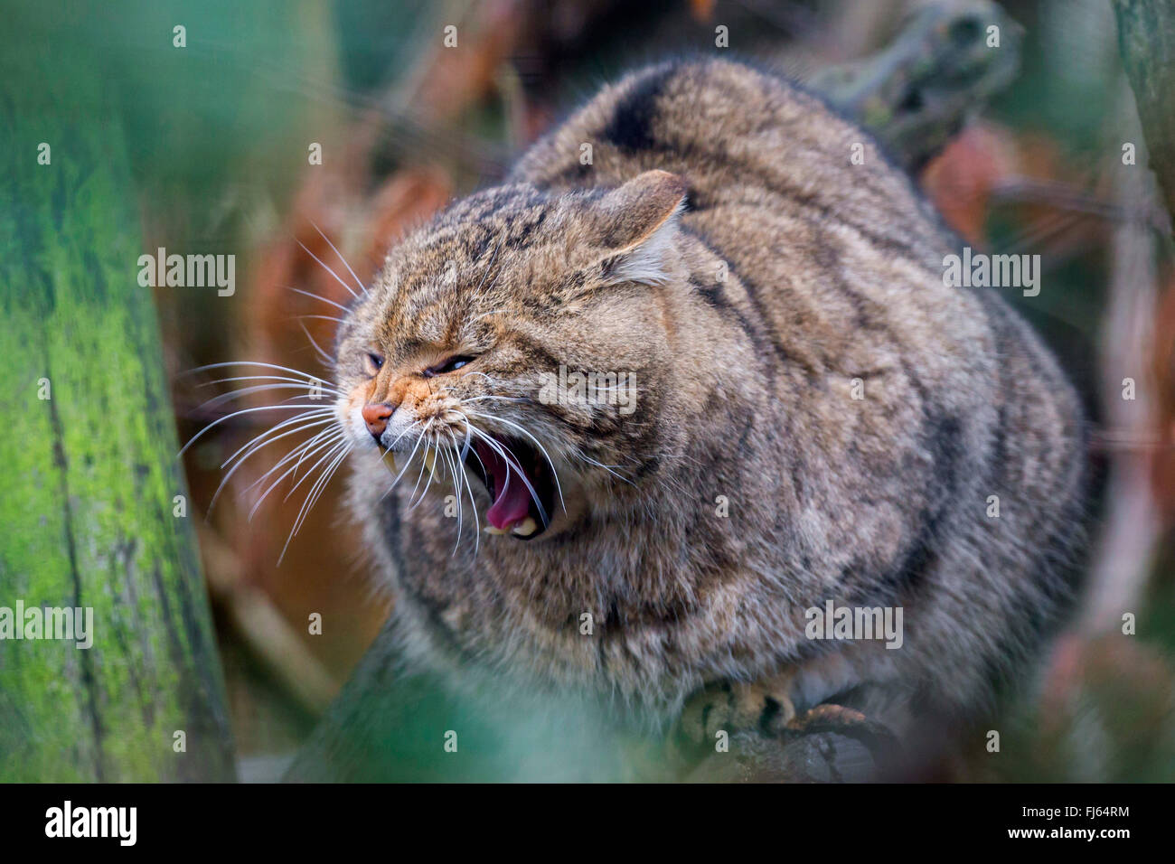 Gatto selvatico europeo, foresta gatto selvatico (Felis silvestris silvestris), si siede su un albero sbadigli Foto Stock