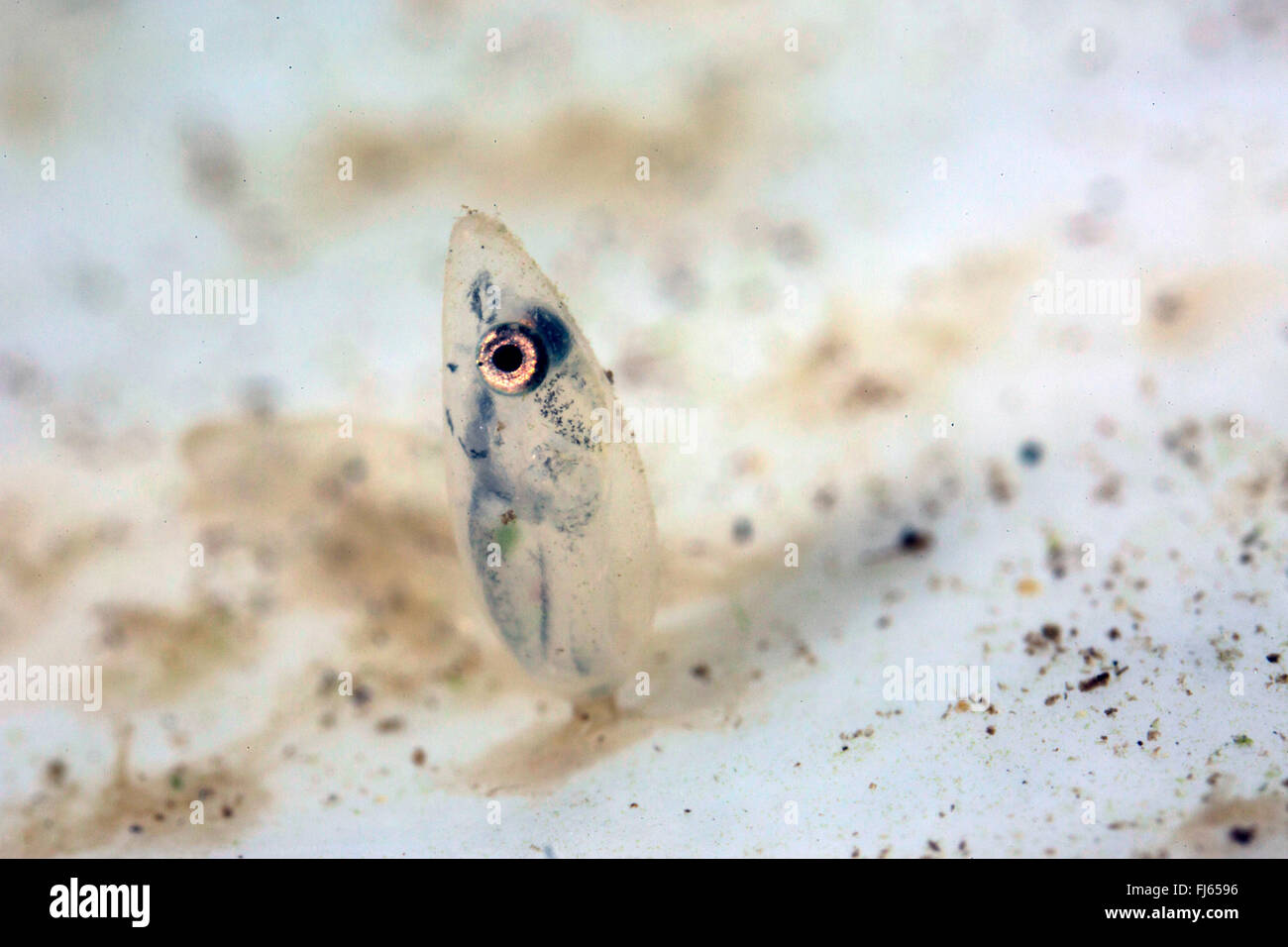 Tubenose ghiozzo (Proterorhinus marmoratus, Gobius marmoratus), uovo con larva poco tempo prima cova Foto Stock