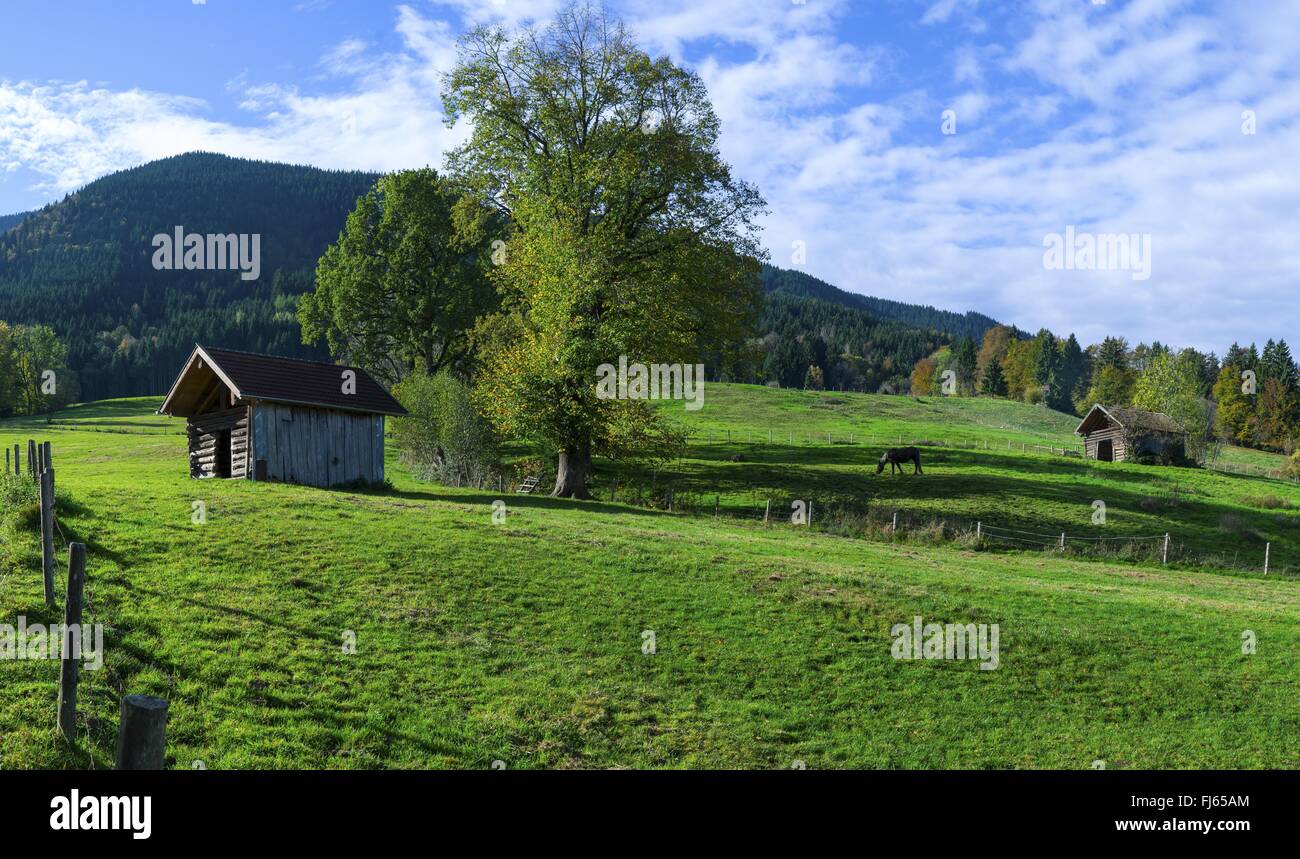 Vista sui prati e Hoernle-Group vicino a Bad Kohlgrub, in Germania, in Baviera, Alta Baviera, Baviera superiore Foto Stock