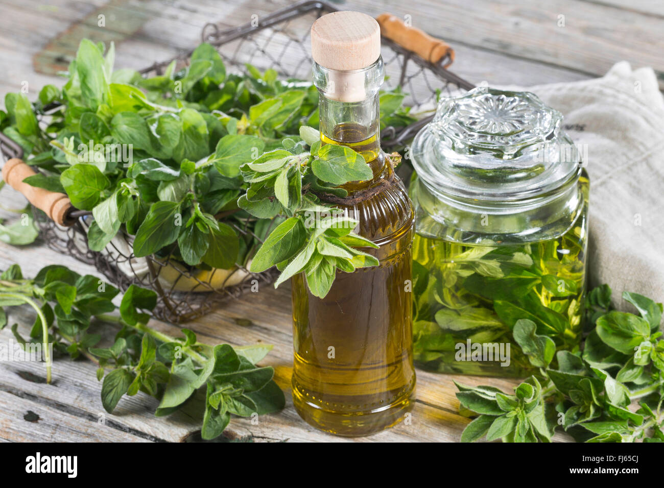 Origano Selvatico, origano (Origanum vulgare), origano in olio di oliva, Germania Foto Stock