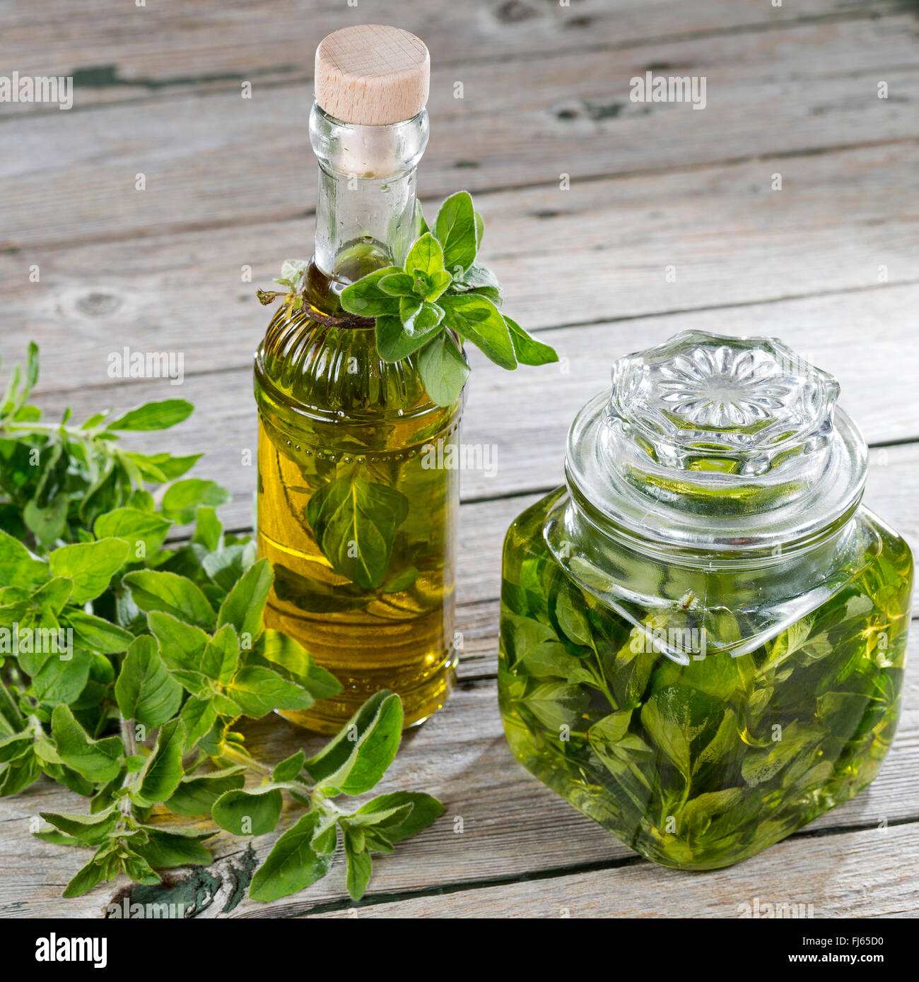 Origano Selvatico, origano (Origanum vulgare), origano in olio di oliva, Germania Foto Stock