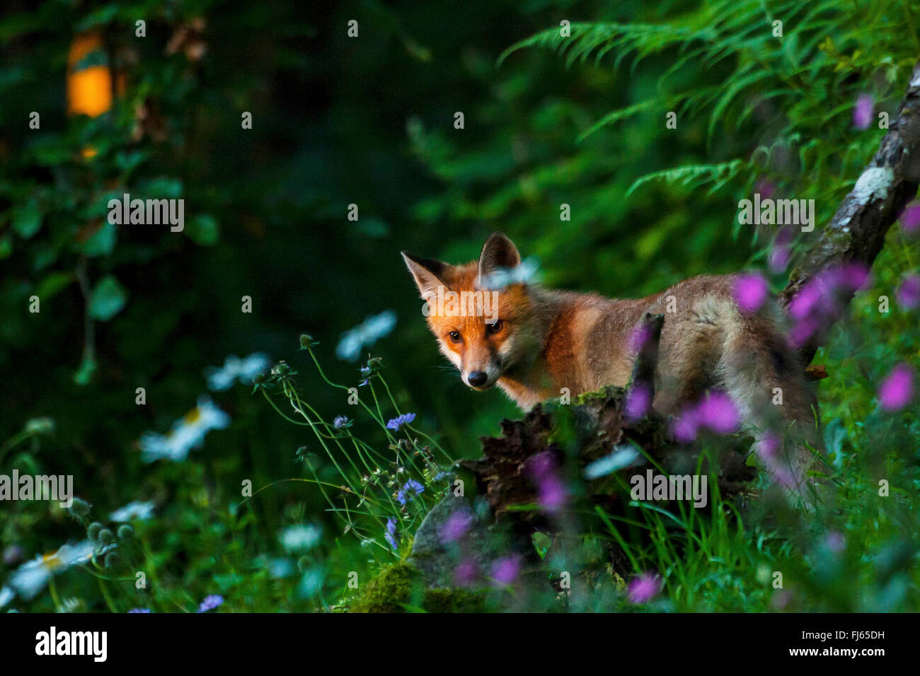 Red Fox (Vulpes vulpes vulpes), capretti red fox la ricerca di cibo in un prato in pendenza, Svizzera, Sankt Gallen, Rheineck Foto Stock