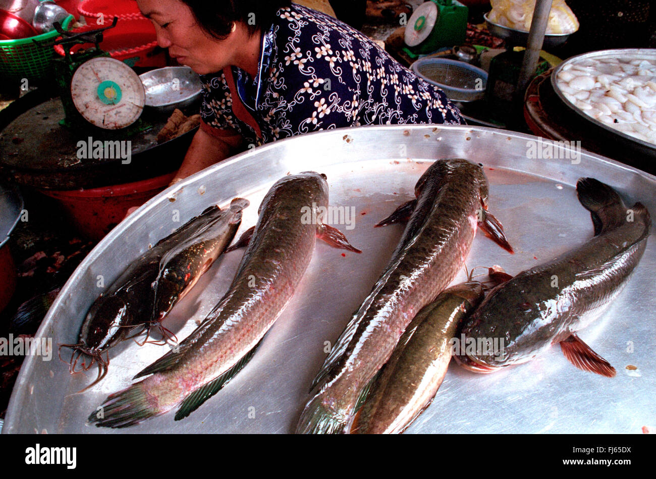 I pesci sul mercato, Vietnam Foto Stock