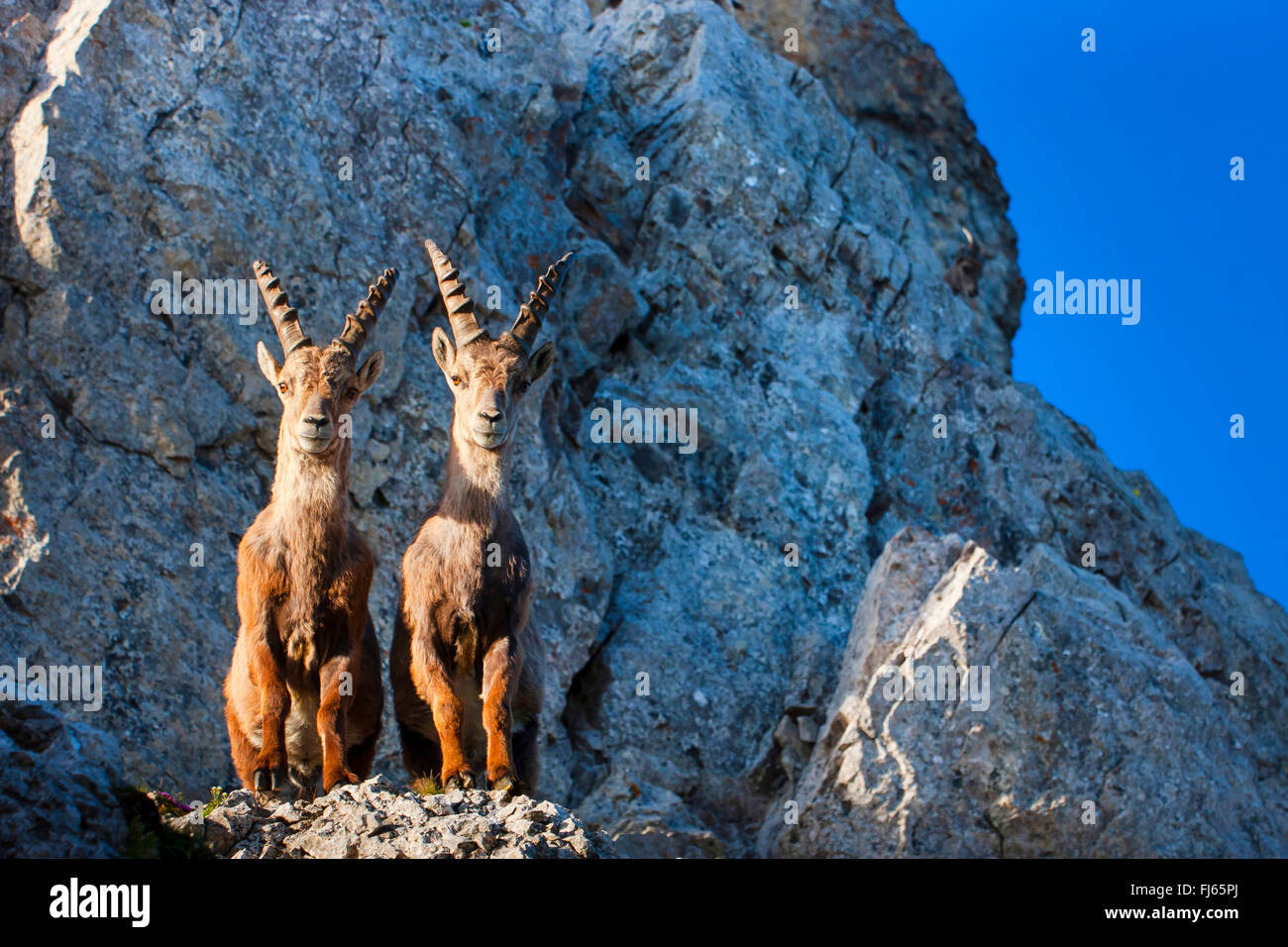 Stambecco delle Alpi (Capra ibex, Capra ibex ibex), due lo stambecco in piedi nella luce del mattino a fianco a fianco sulla cima di una scogliera e guardando verso il basso, Svizzera, Alpstein, Saentis Foto Stock