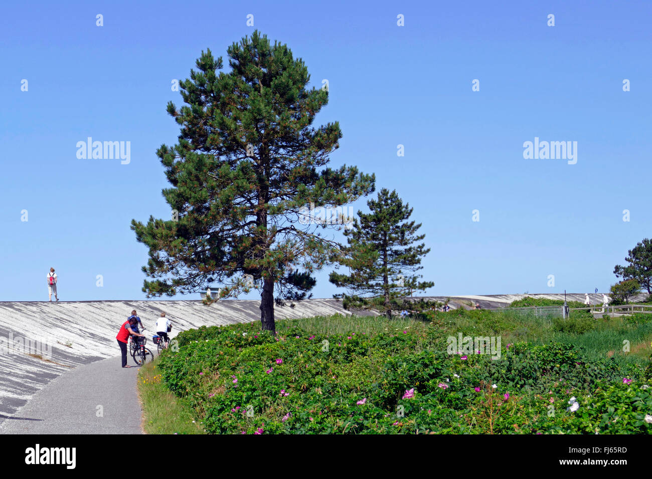 Pino silvestre, pino silvestre (Pinus sylvestris), rivestite di cemento del Mare del Nord dyke con il sentiero e pista ciclabile, Germania, Schleswig-Holstein, Frisia settentrionale, Sankt Peter-Ording Foto Stock