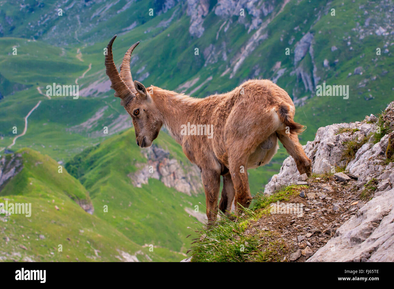 Stambecco delle Alpi (Capra ibex, Capra ibex ibex), in cambio di casacca in piedi sul confine di una scogliera di fronte panorama alpino e guardando la valle, Svizzera, Alpstein, Saentis Foto Stock