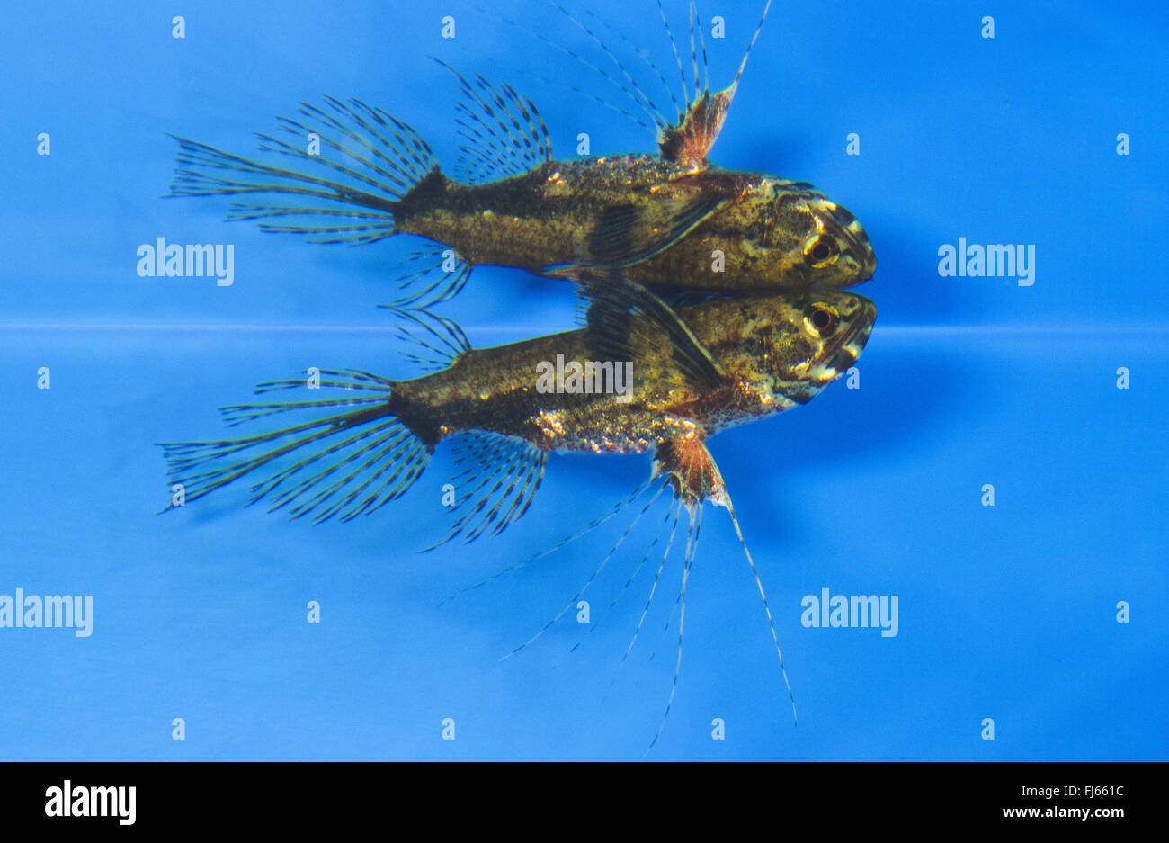 Pesci farfalla, butterflyfish, butterflyfish acqua dolce (Pantodon buchholzi), con immagine speculare Foto Stock