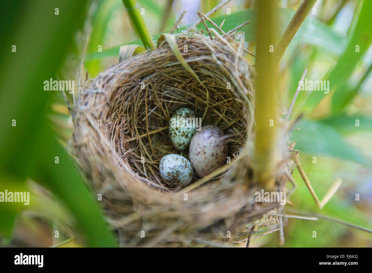 Eurasian cuculo (Cuculus canorus), uova nel nido di un reed eurasiatica trillo, in Germania, in Baviera, Erdinger Moos Foto Stock