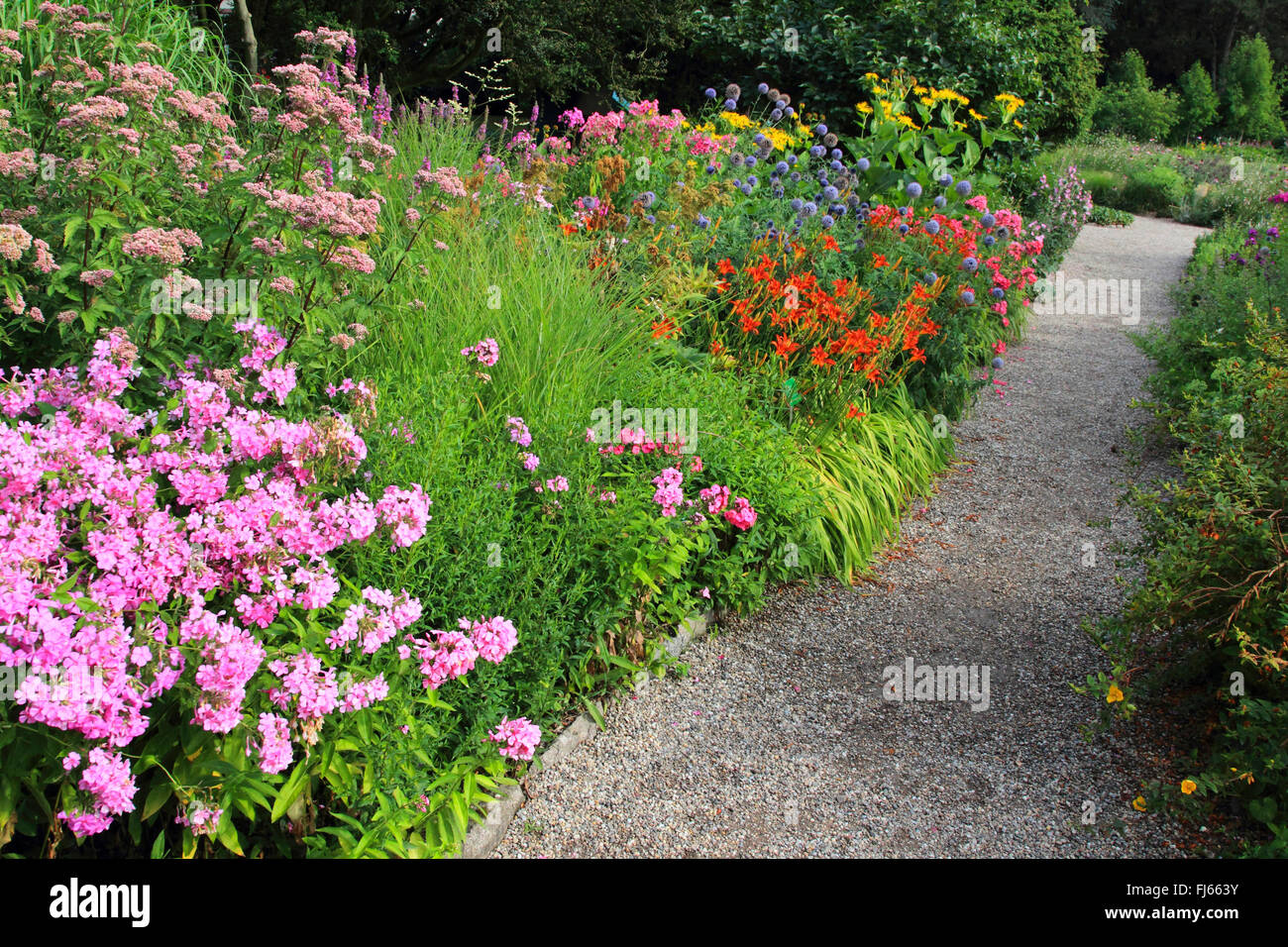 Caduta phlox, giardino phlox (Phlox paniculata), colorati fiori d'estate in un letto Foto Stock