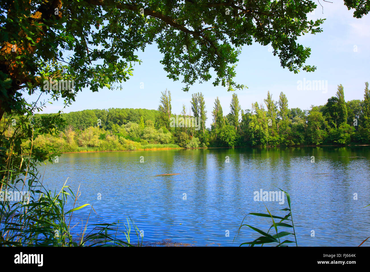 Vecchio Reno floodplain in estate, GERMANIA Baden-Wuerttemberg Foto Stock