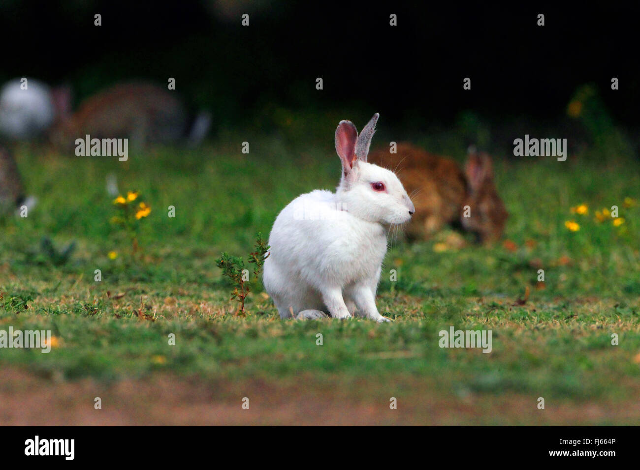 Coniglio europeo (oryctolagus cuniculus), Albino, Germania Foto Stock
