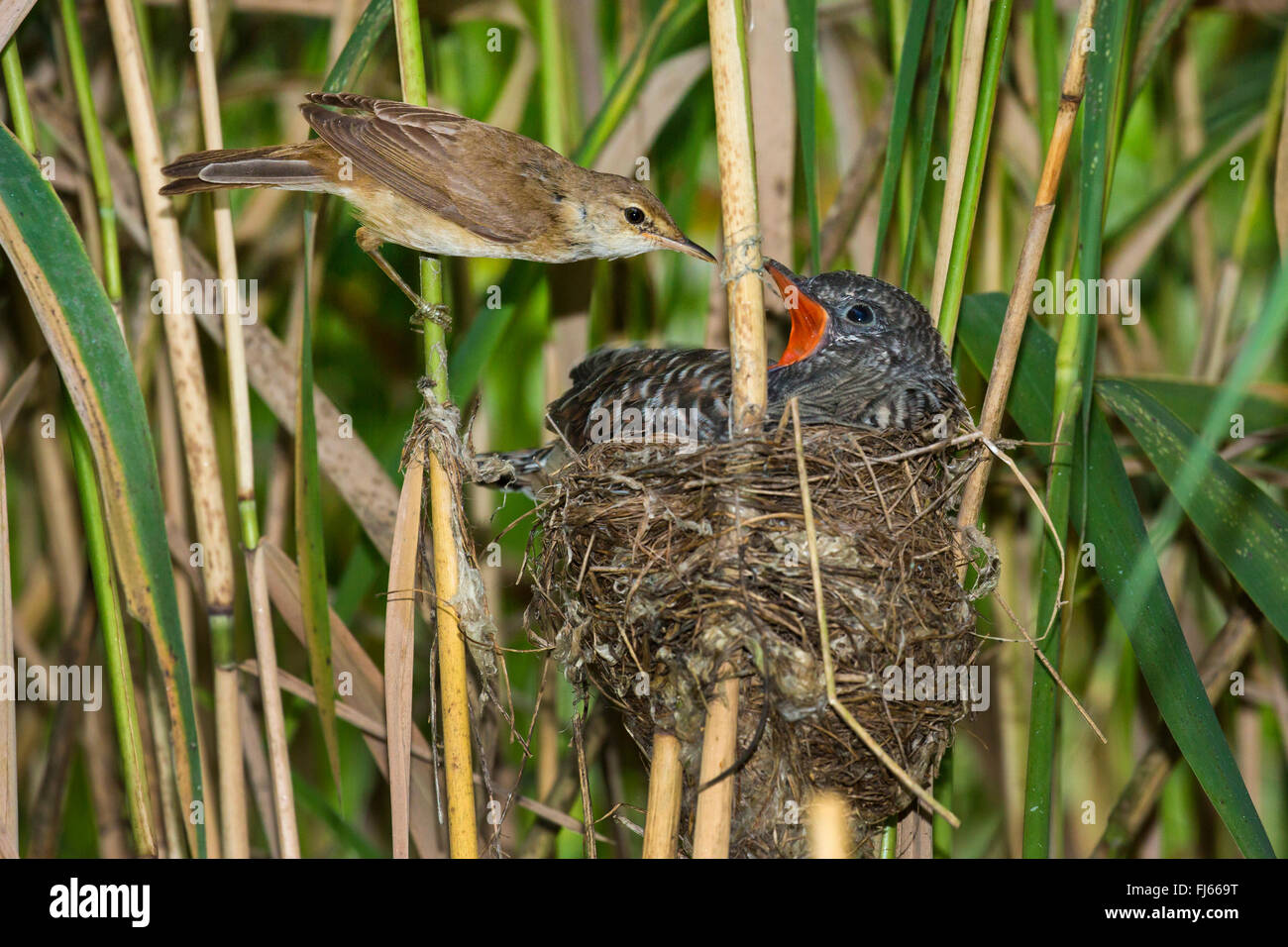 Eurasian cuculo (Cuculus canorus), reed trillo alimentare un 14 giorni d'età giovane cuculo nel nido Foto Stock