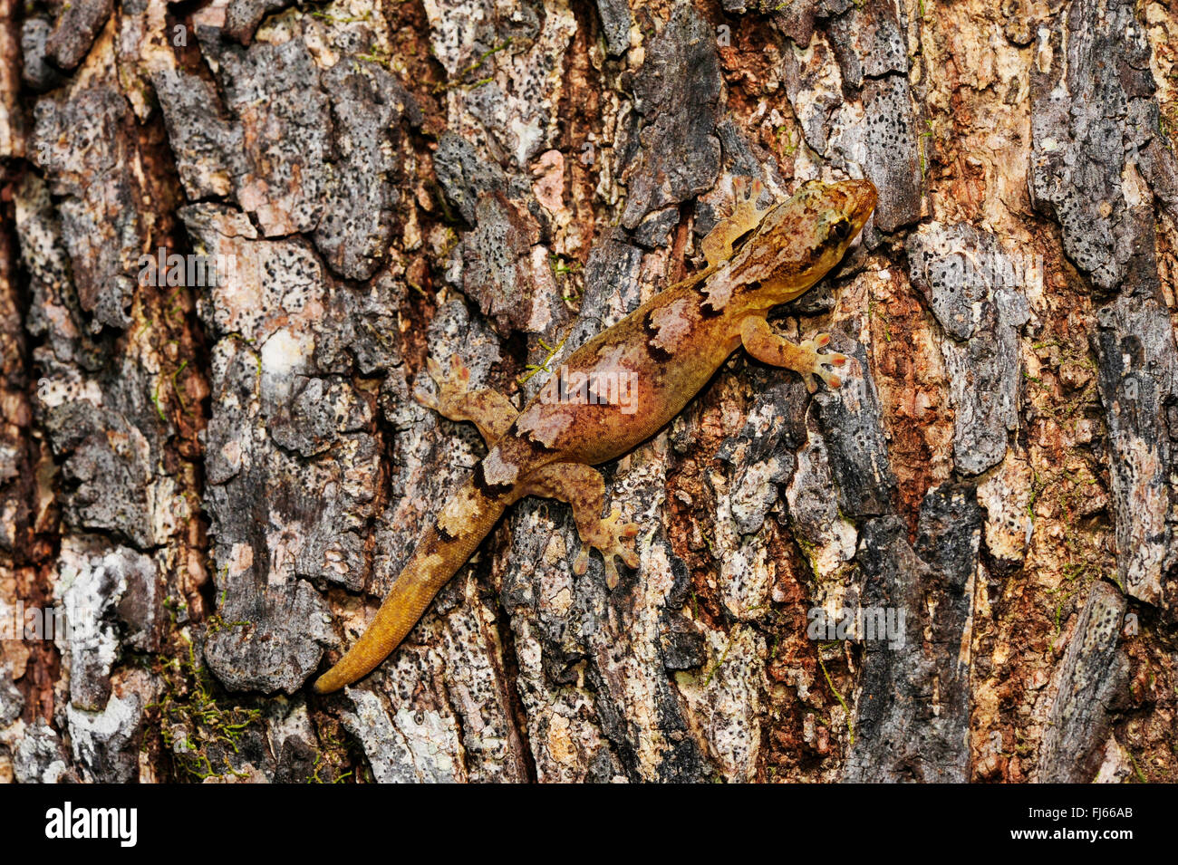 Mountain nuovo Caledonian Gecko (Bavayia cyclura, Bavayia montana), ben mimetizzata in un tronco di albero, Nuova Caledonia, Ile des Pins Foto Stock