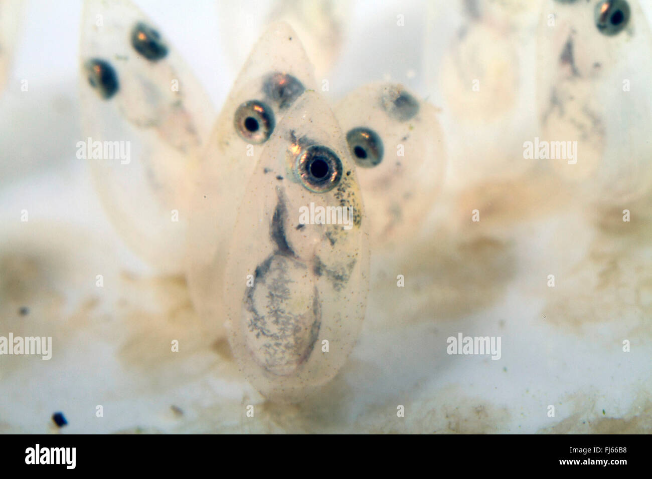 Tubenose ghiozzo (Proterorhinus marmoratus, Gobius marmoratus), uova con larve visibile poco tempo prima cova Foto Stock