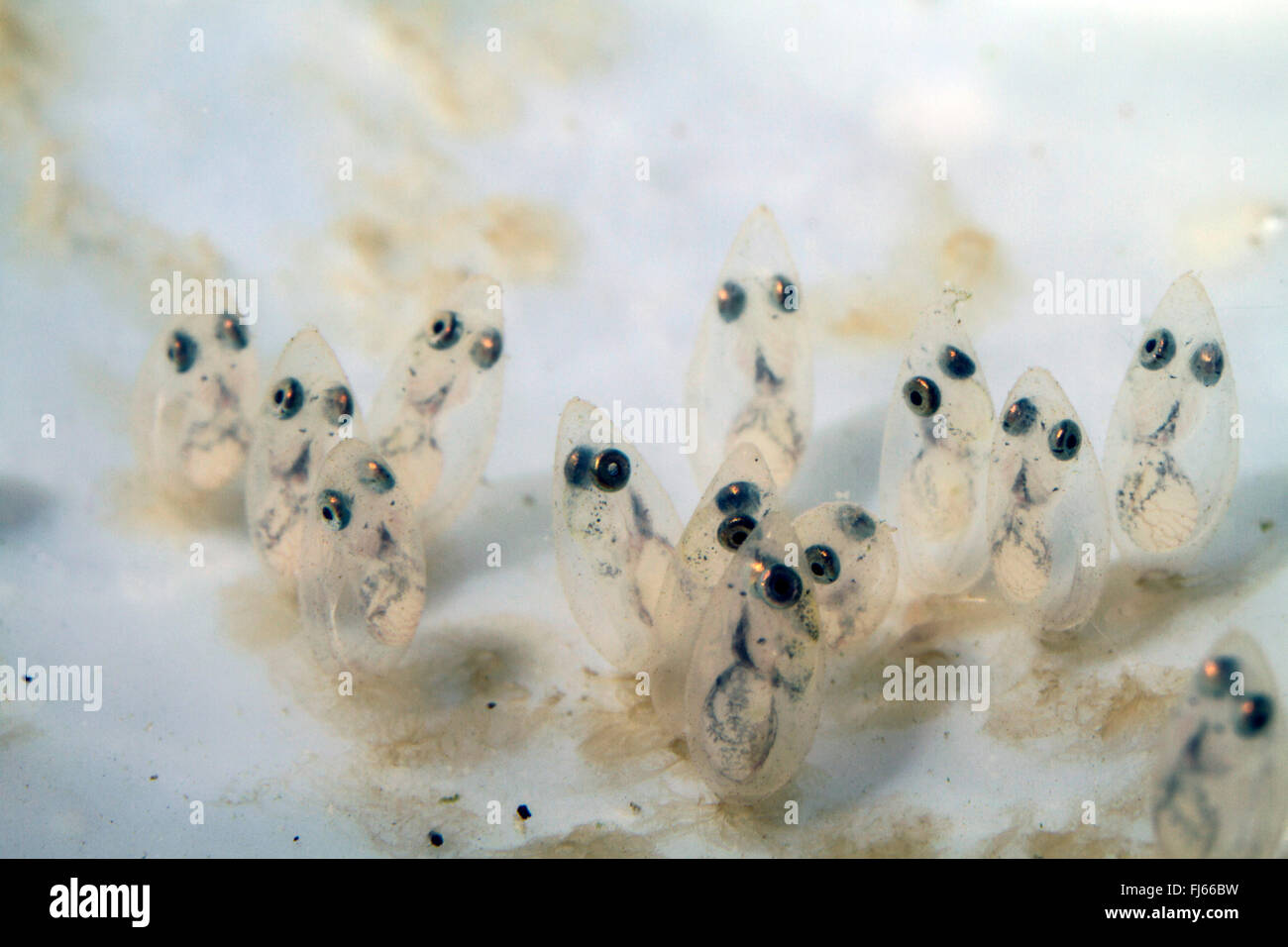 Tubenose ghiozzo (Proterorhinus marmoratus, Gobius marmoratus), uova con larve visibile poco tempo prima cova Foto Stock