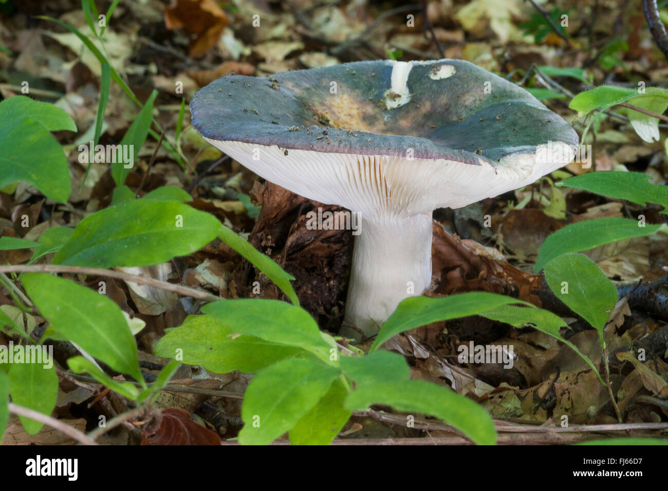 Carbonaio (Russula cyanoxantha), singolo corpo fruttifero sul suolo della foresta, funghi commestibili, Germania Foto Stock