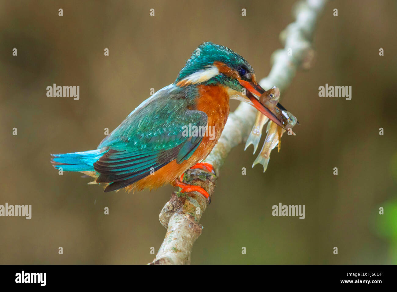 Fiume kingfisher (Alcedo atthis), femmina con due simultaneamente catturate moroko di pietra nel disegno di legge, in Germania, in Baviera Foto Stock