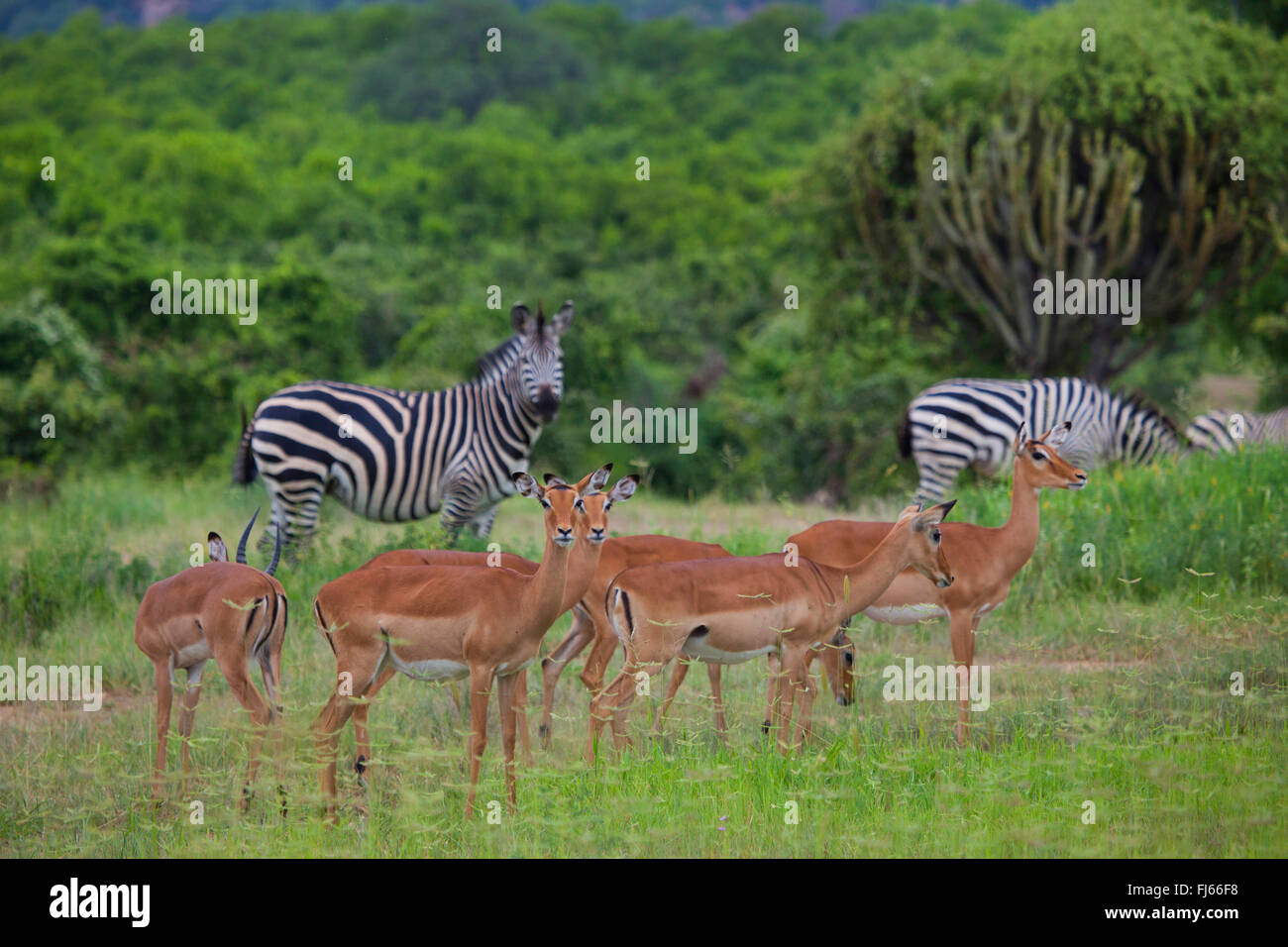 Impala (Aepyceros melampus), e zebre, Sud Africa Foto Stock