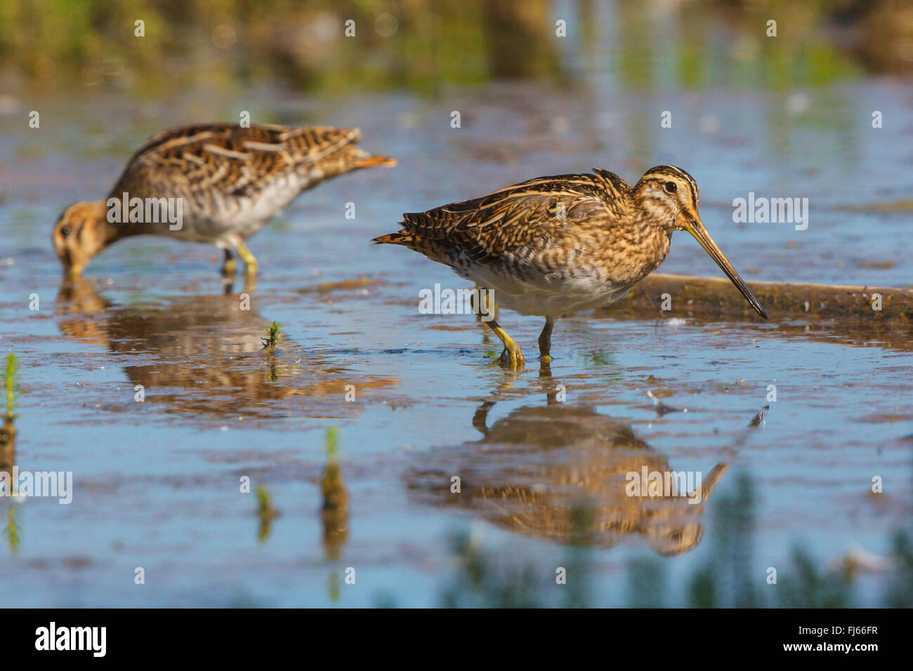 Beccaccino (Gallinago gallinago), sui mangimi in acque poco profonde, in Germania, in Baviera, il Lago Chiemsee Foto Stock