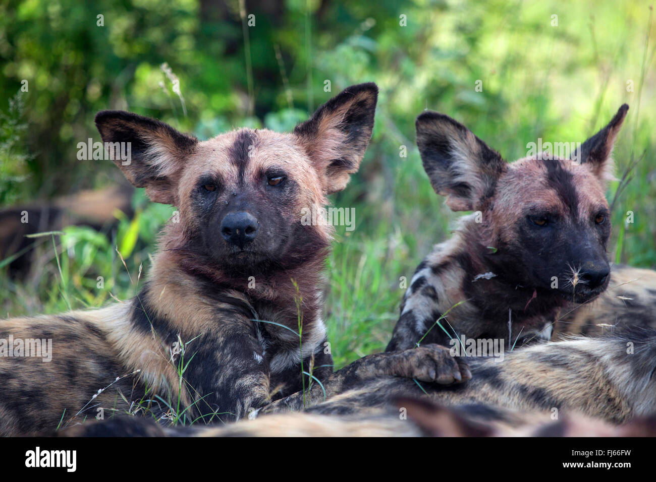 African wild dog, African Hunting dog, Capo Caccia cane, dipinto di cane lupo dipinti, verniciati cane da caccia, Spotted Dog, ornati Wolf (Lycaon pictus), ritratto, Sud Africa, Krueger National Park Foto Stock