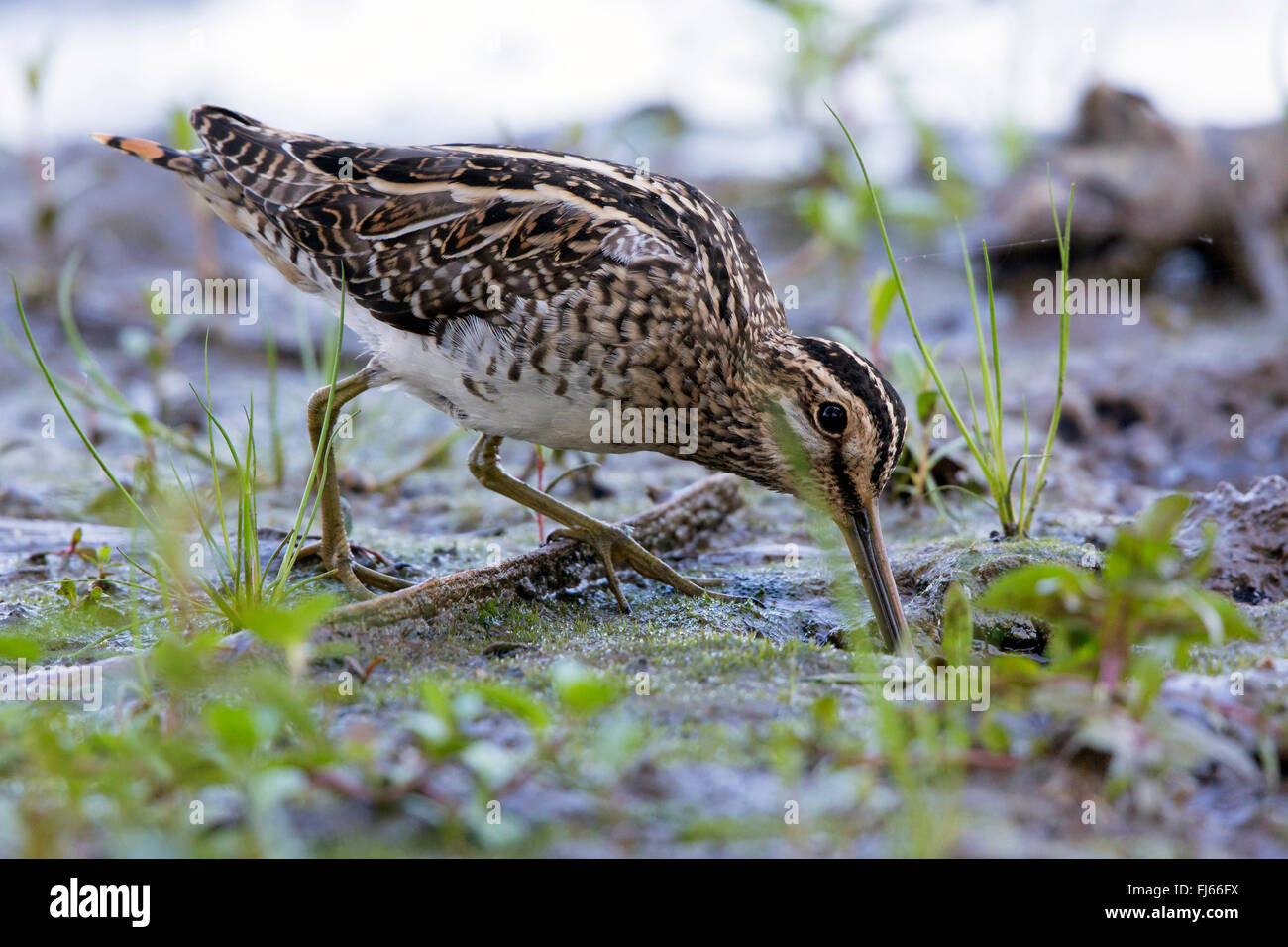 Beccaccino (Gallinago gallinago), sui mangimi nel fango oh la riva, in Germania, in Baviera Foto Stock