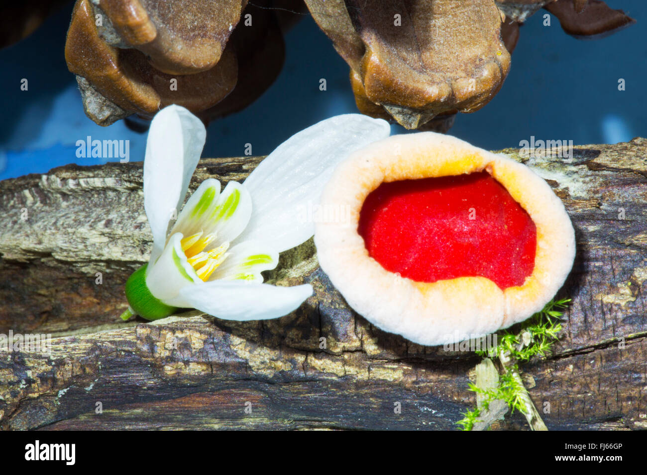 Scarlet Elf Cup funghi Sarcoscypha coccinea e un snowdrop fiore su un ramo di marcio. Foto Stock