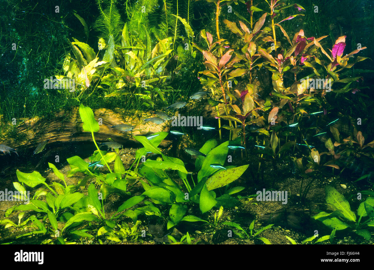 Neon verde tetra (Paracheirodon simulans, Hyphessobrycon simulans), tropicali pesci di acqua dolce del serbatoio Foto Stock