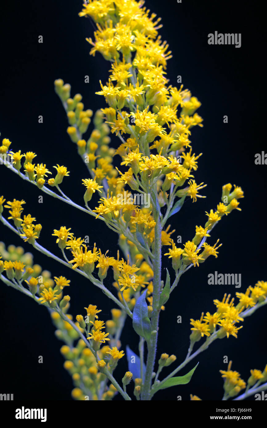 Oro canadese, prato oro (Solidago canadensis), infiorescenza su sfondo nero Foto Stock